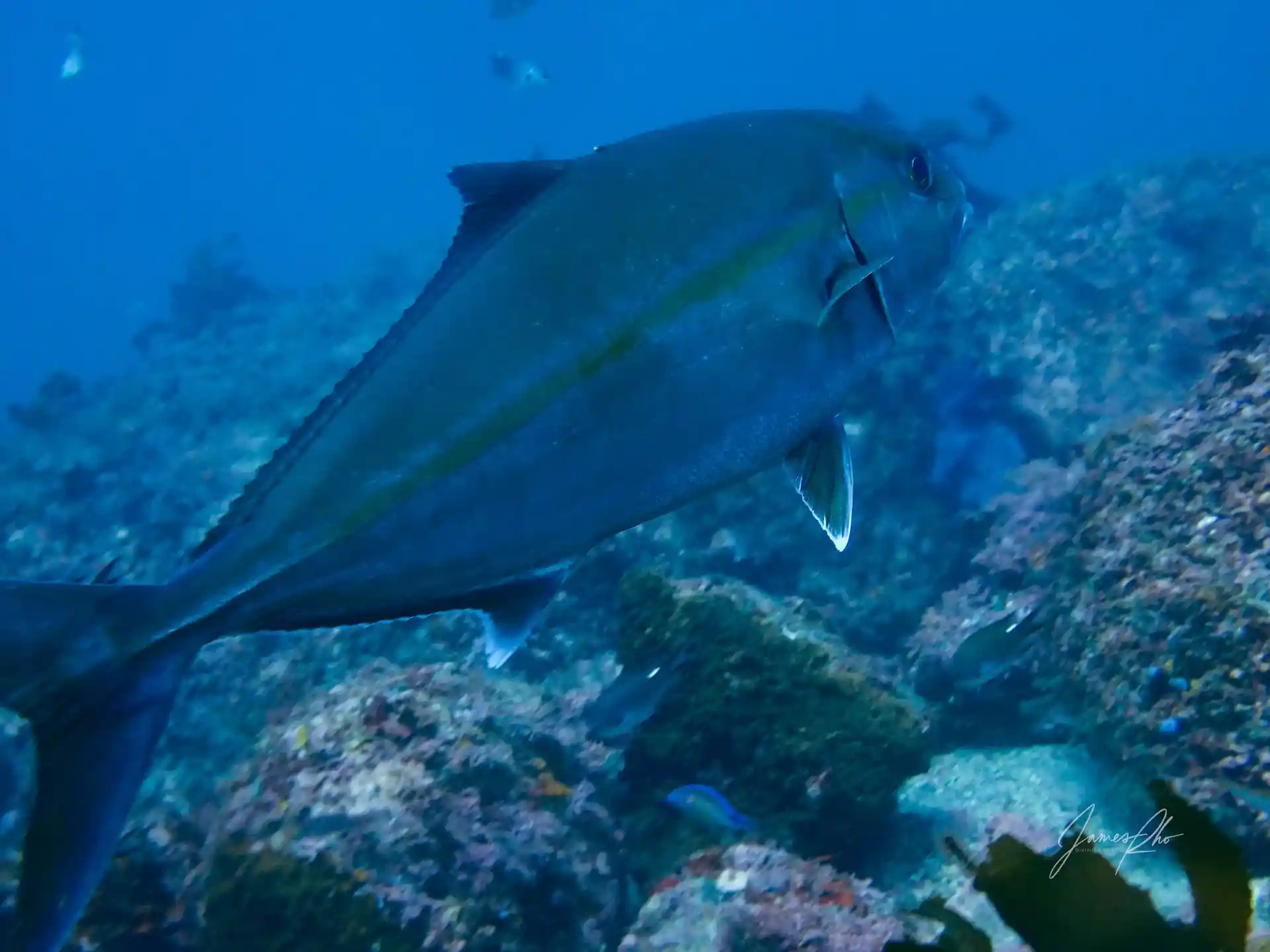 ダイビングサイトの写真