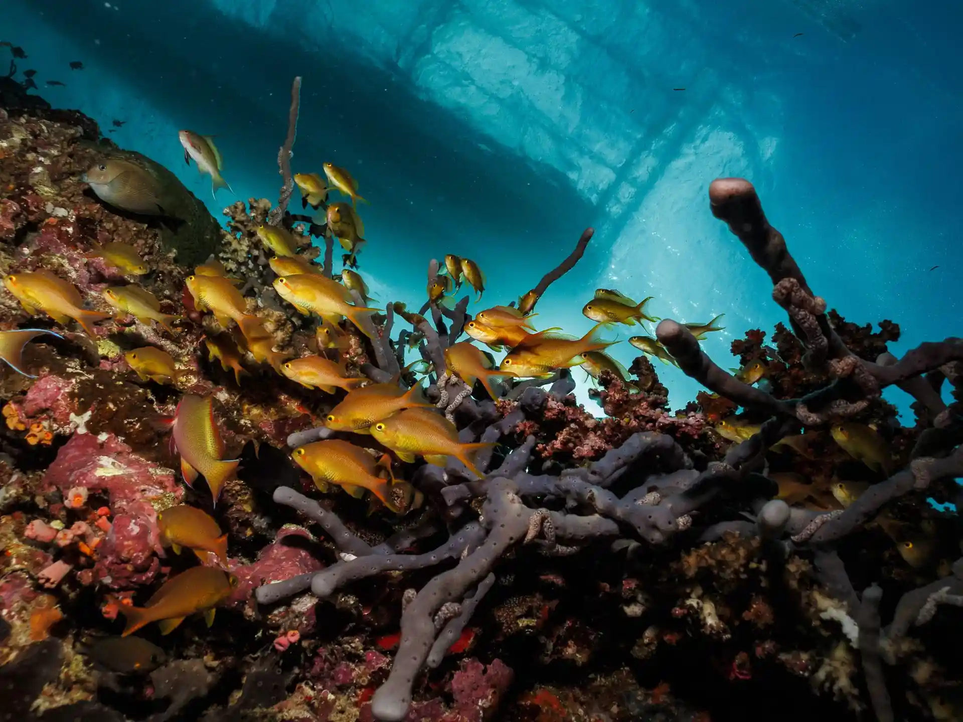 Dive site photo