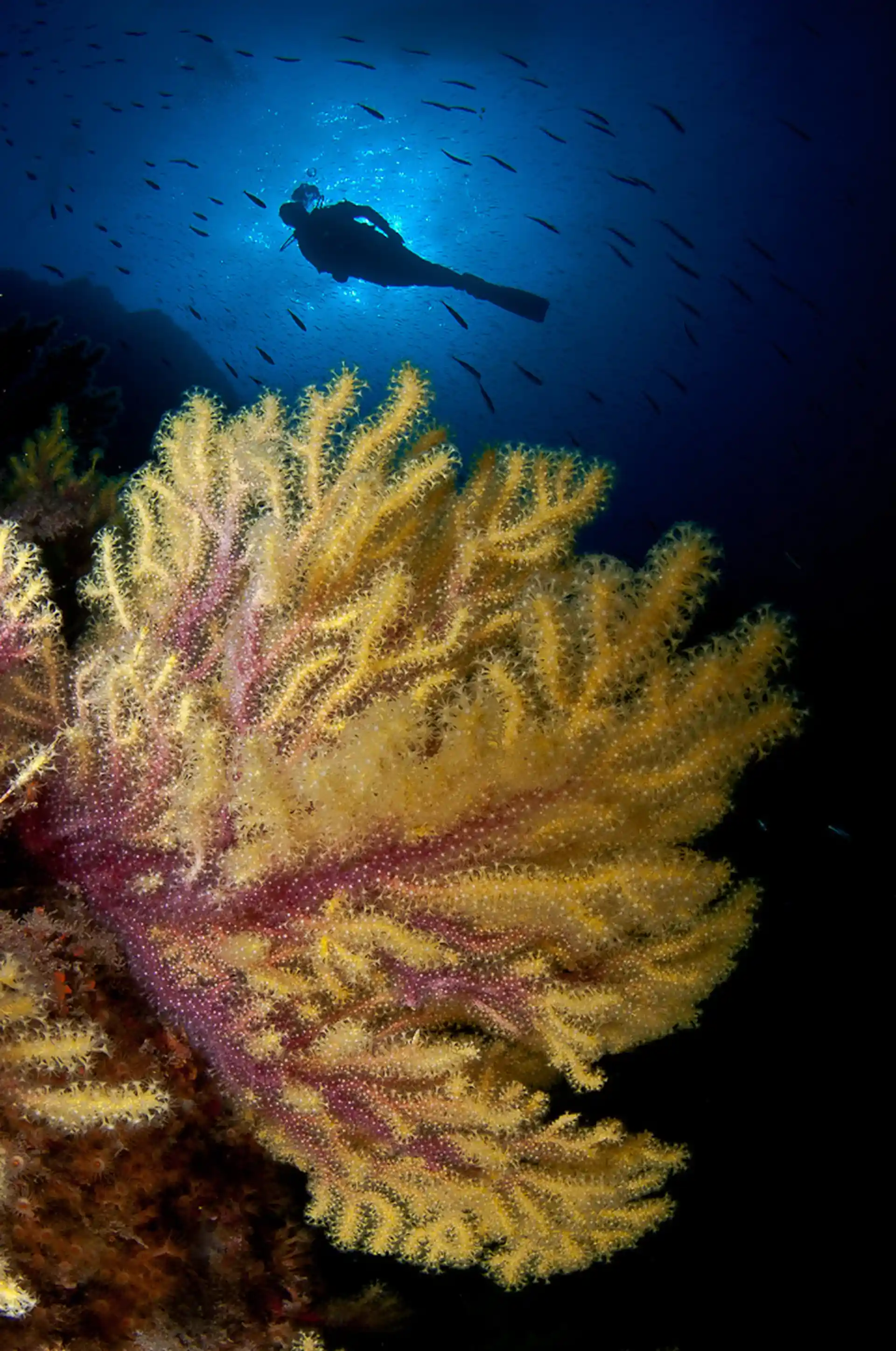 Scopri la fauna marina!