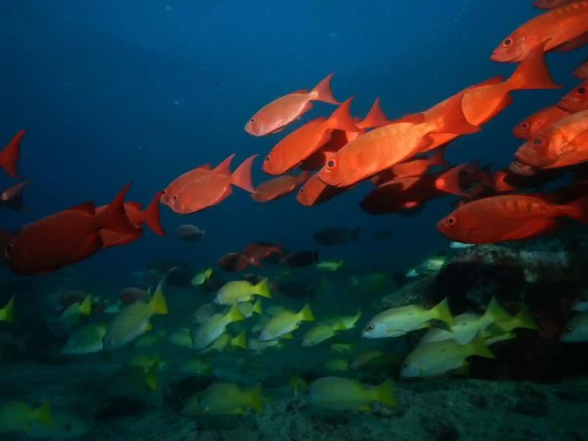 다이빙 포인트 사진