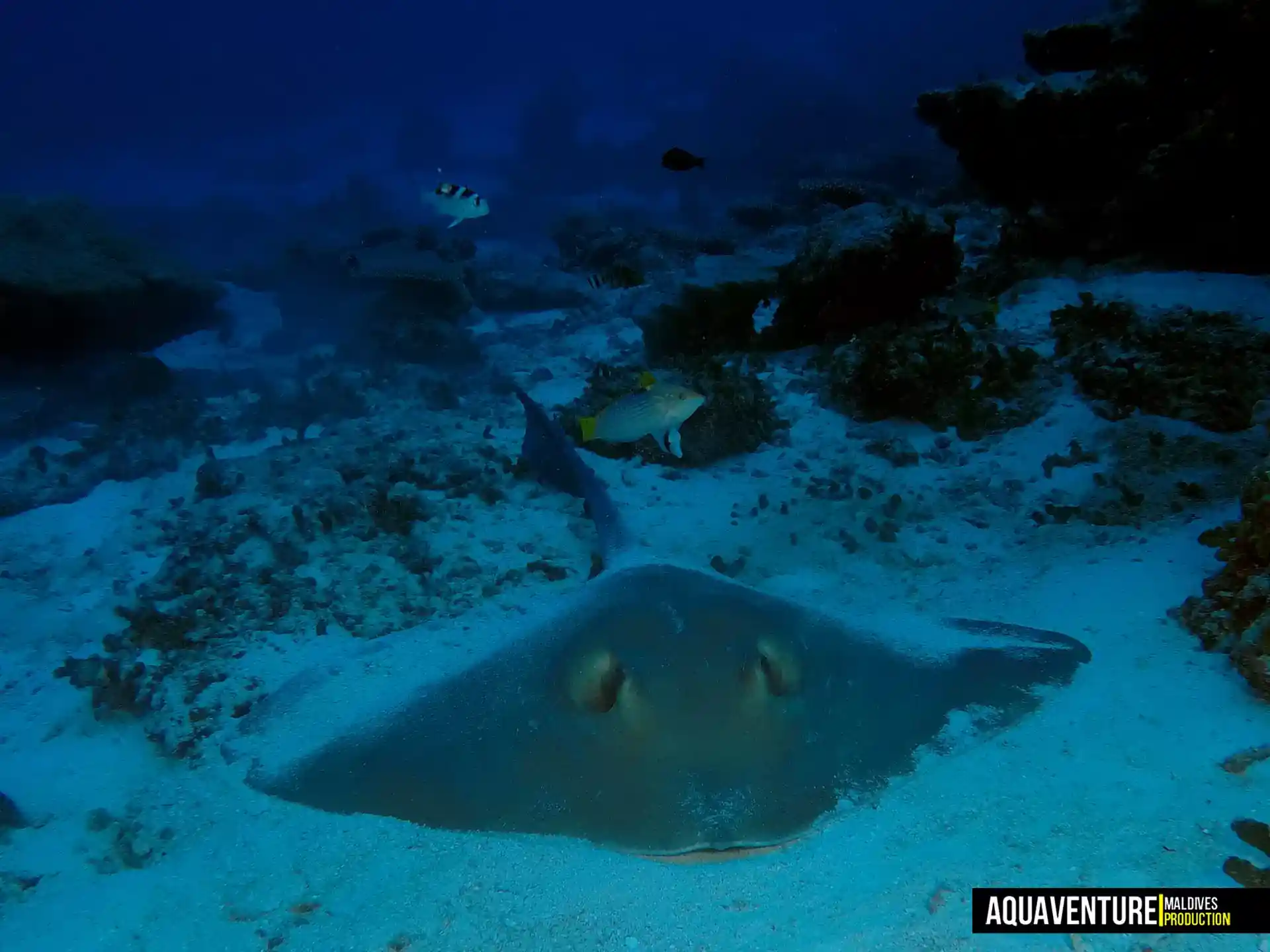 Foto del sitio de buceo