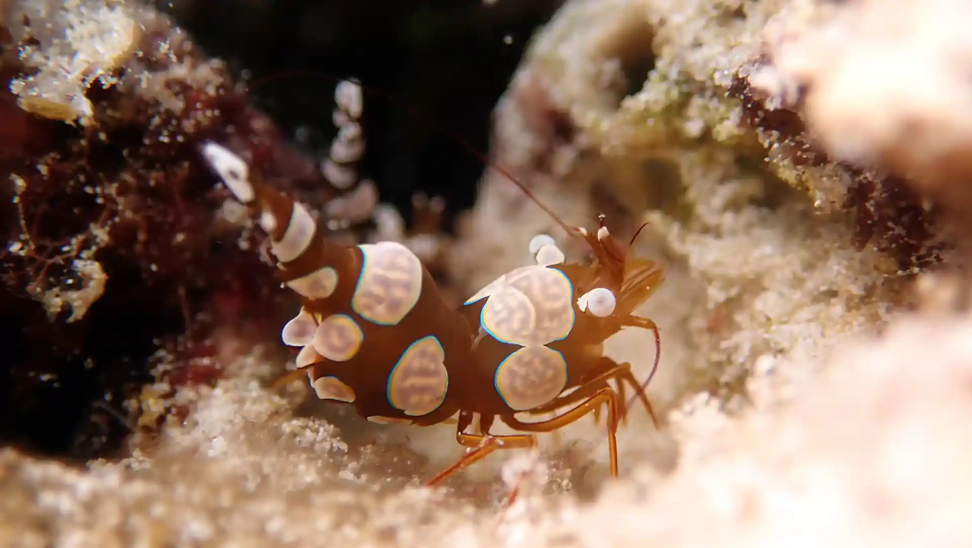 Dive shop photo