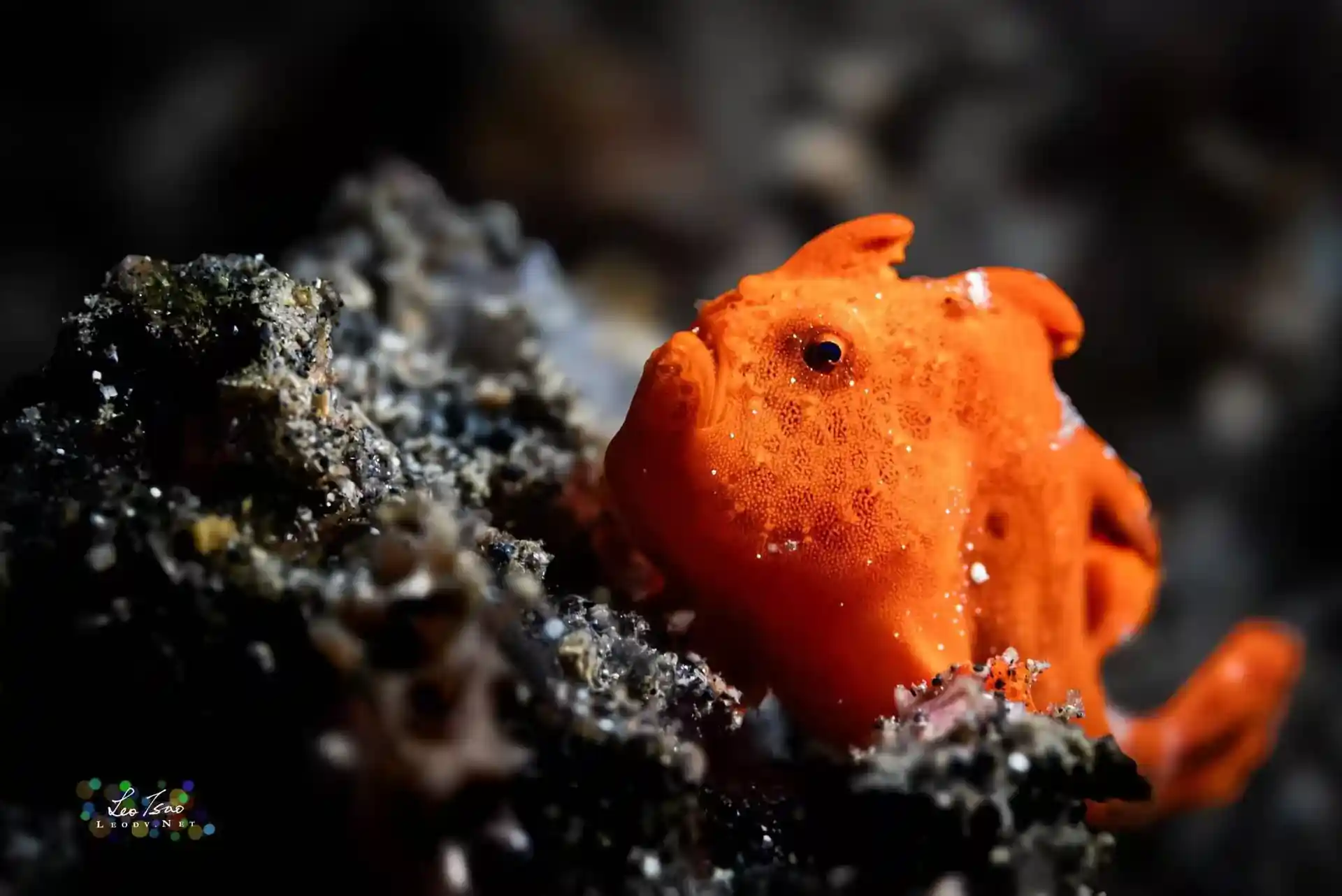 Underwater Photographer : Leo Tsao 曹杰