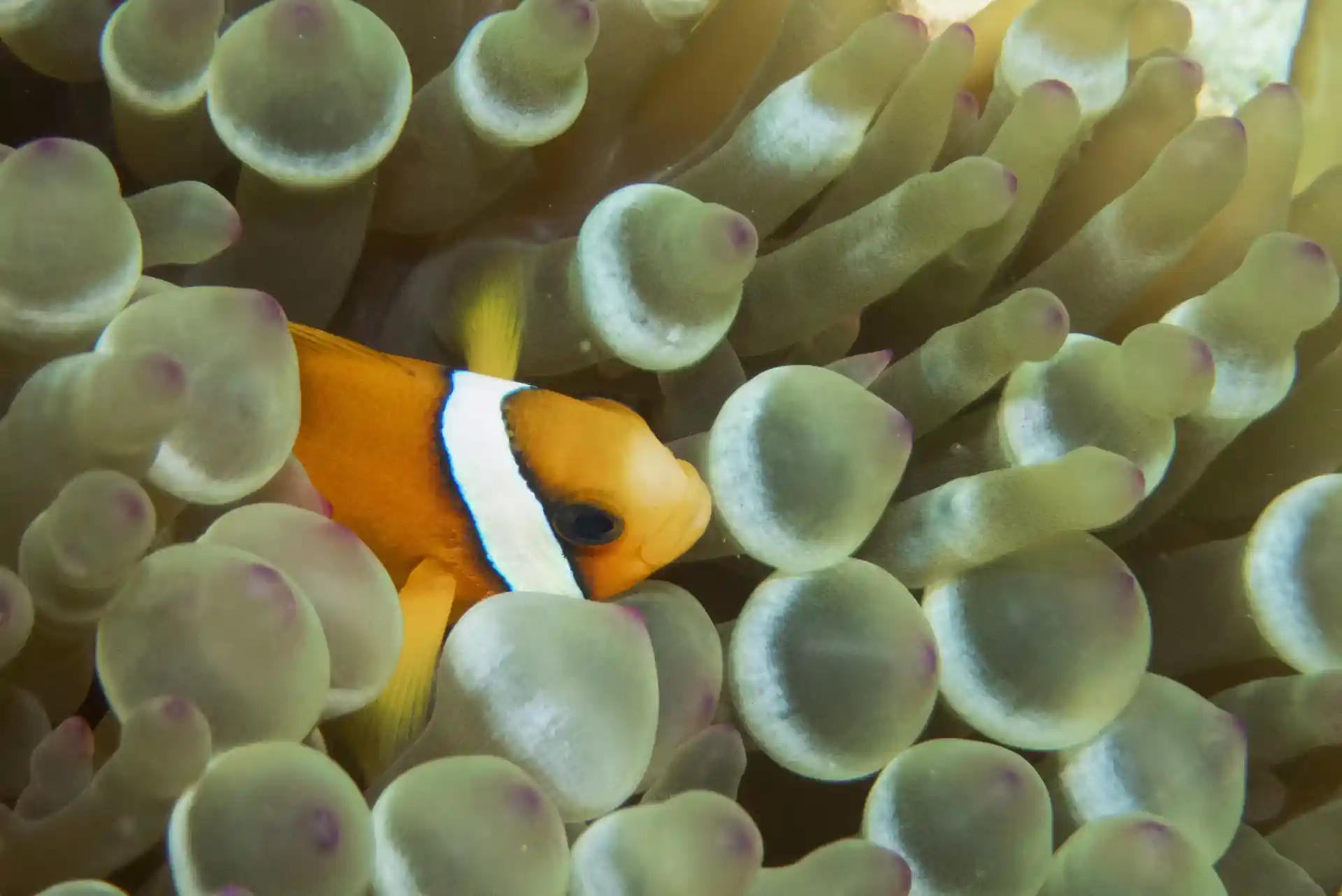 Clown fish and soft corals