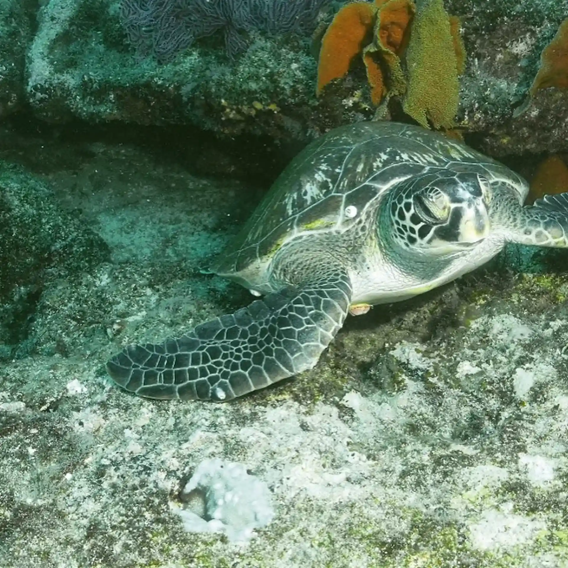 An abundance of sea life for you to see!