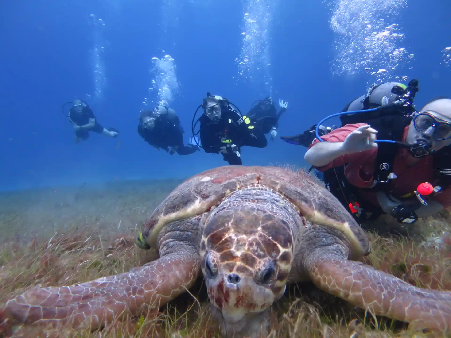 Hanging with the turtles