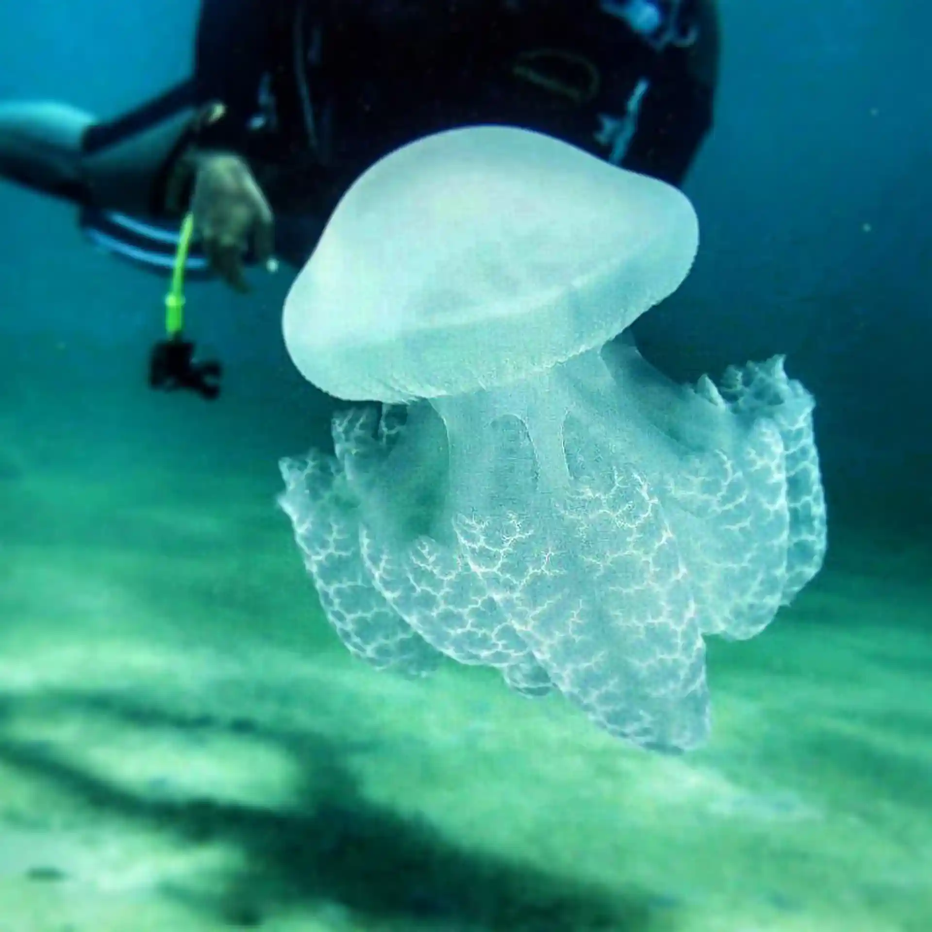 Sitio de buceo de los restos de la Guerra del Golfo en Halfmoon Beach