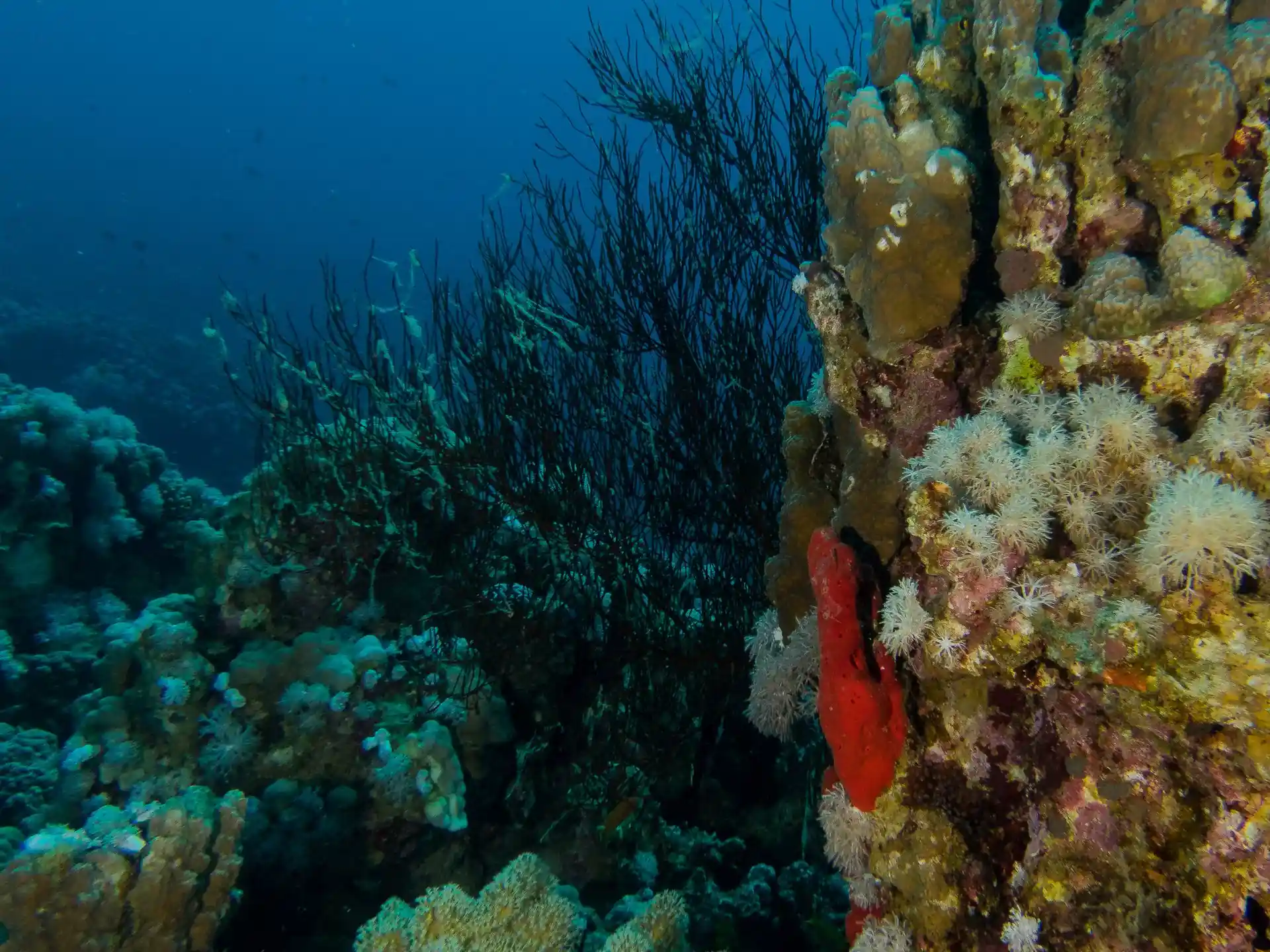 Dive site photo