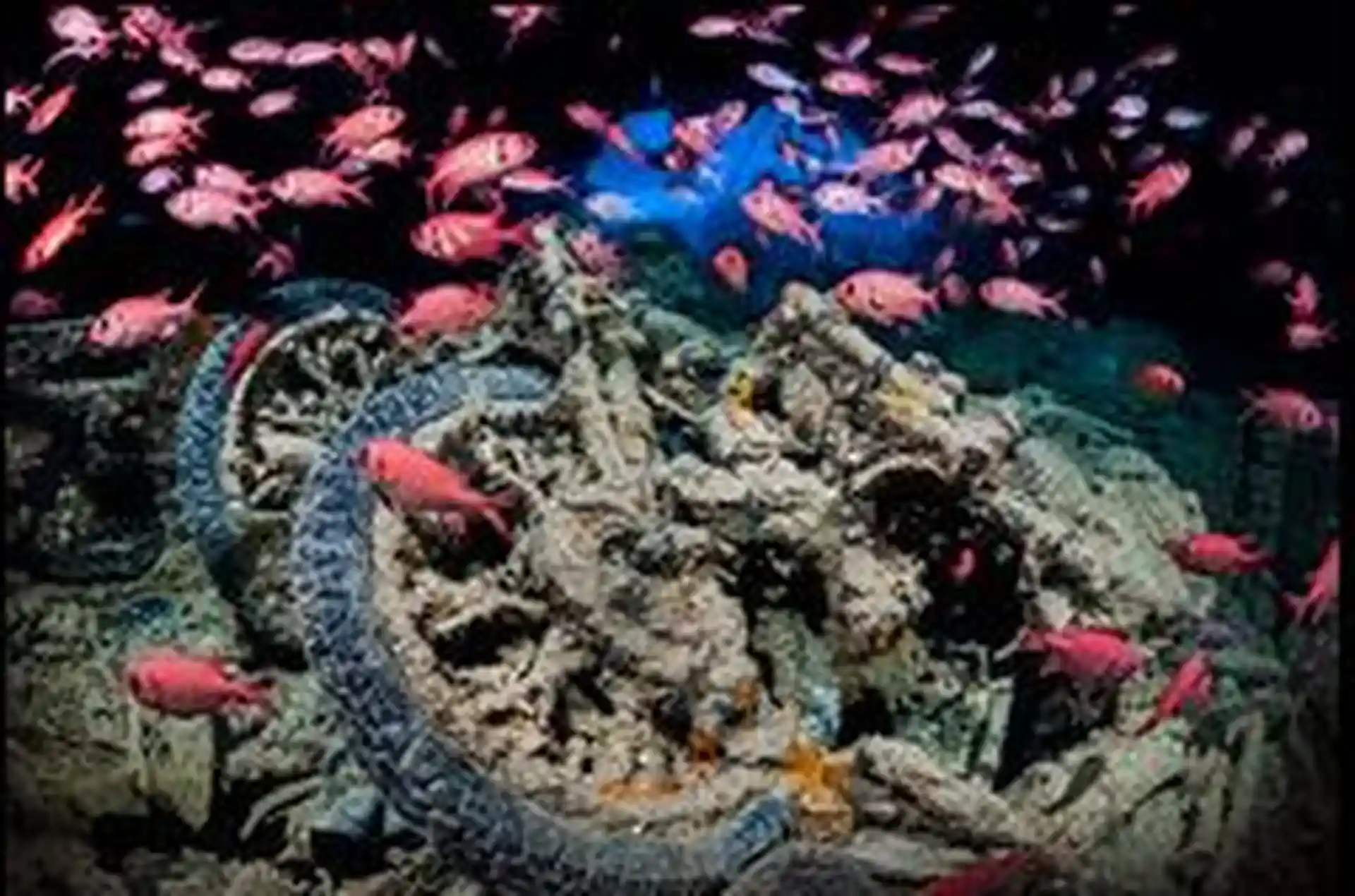 See colorful marine life while diving with Liveaboard MY Whirlwind