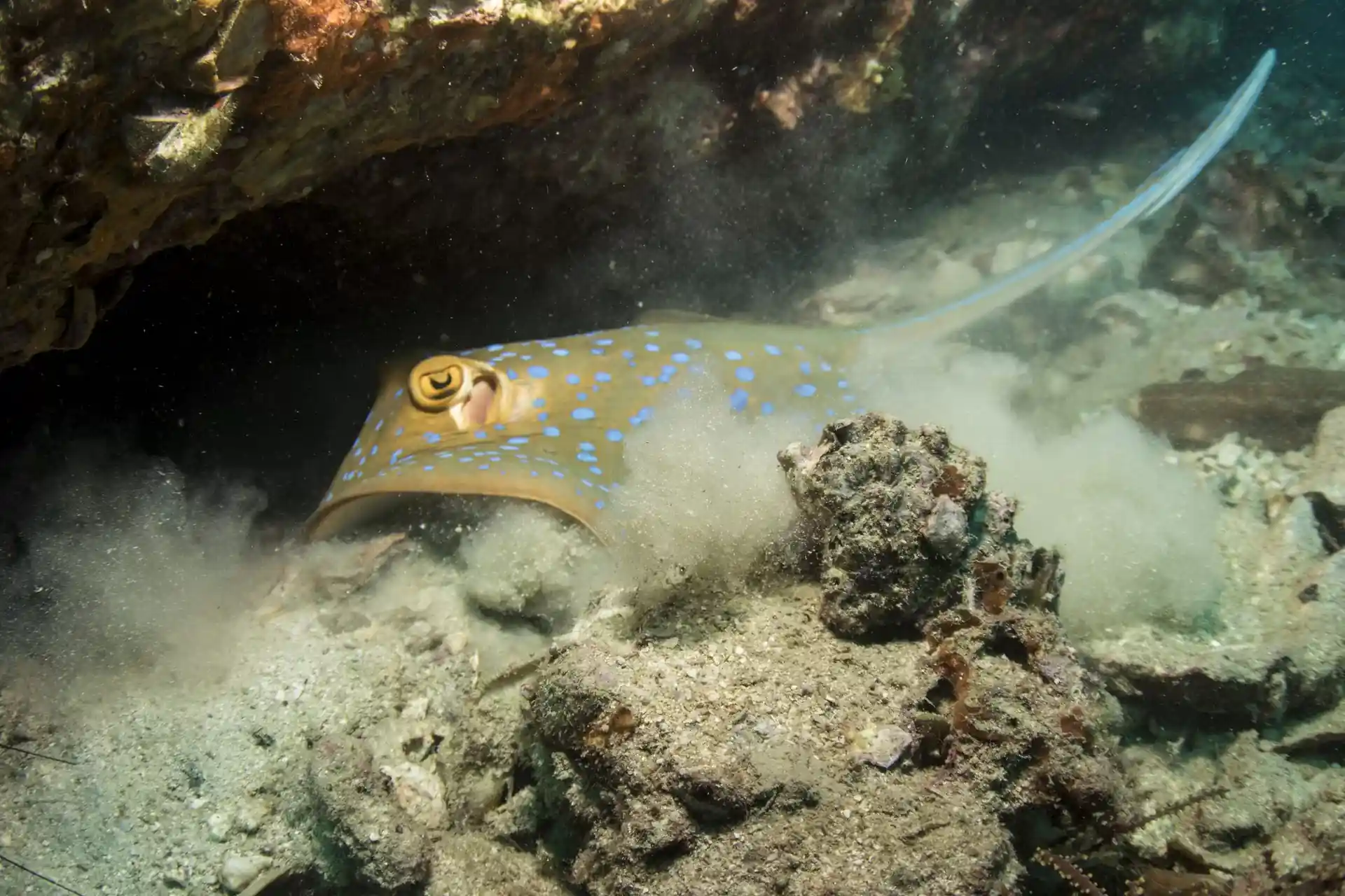 ダイビングサイトの写真