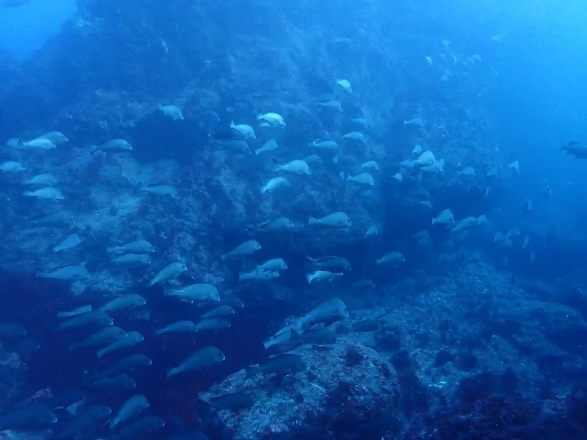 Dive shop photo