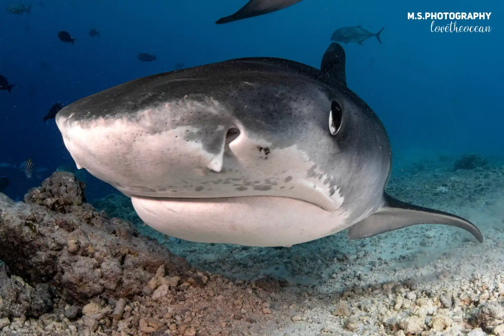 Foto del sitio de buceo