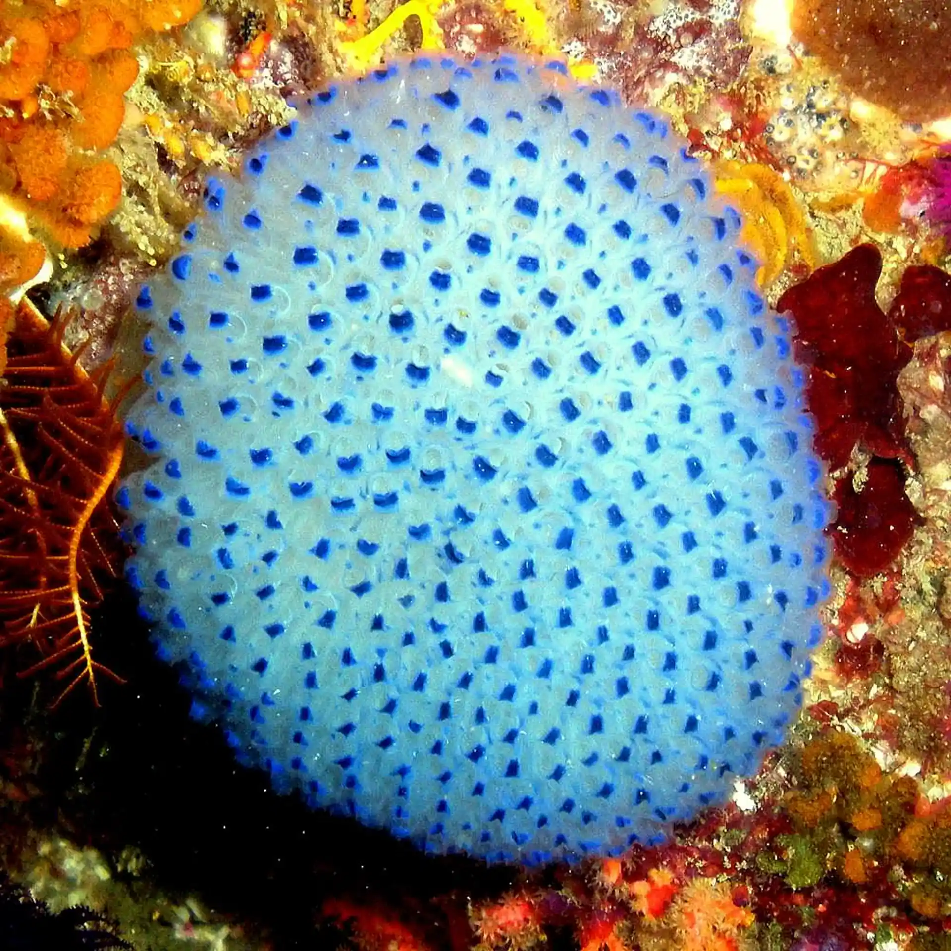 Dive site photo