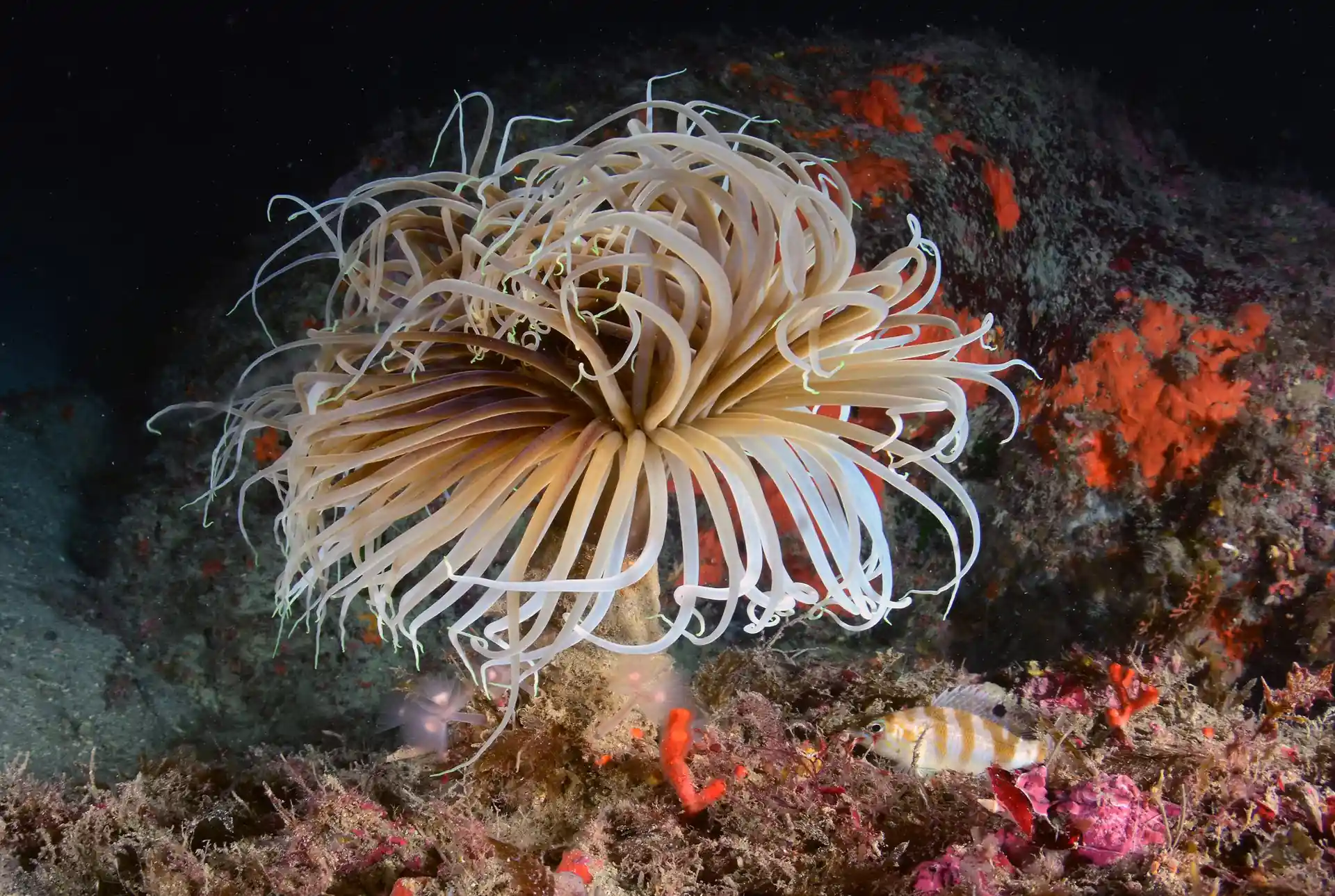 ダイビングサイトの写真