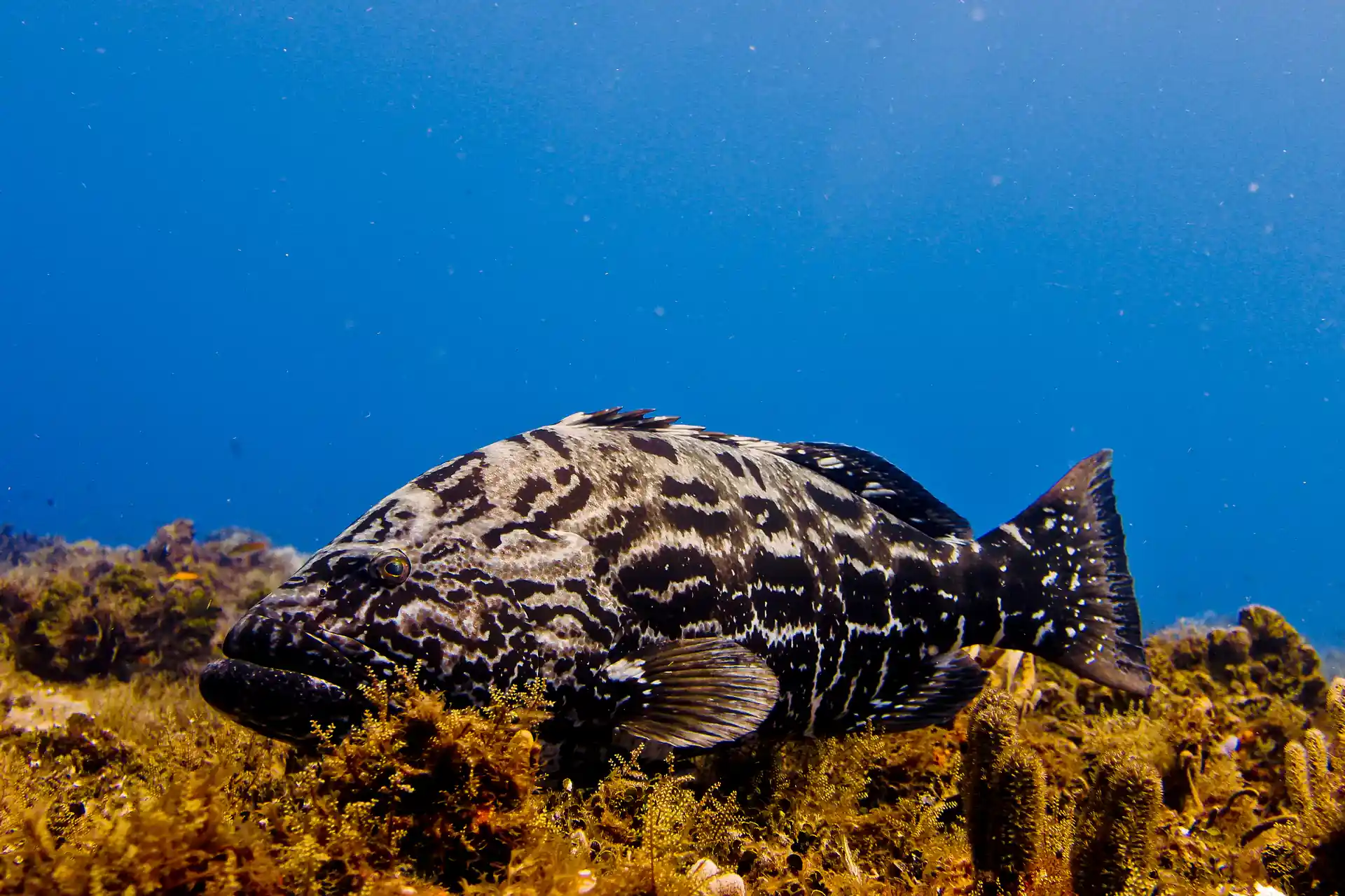 Dive shop photo