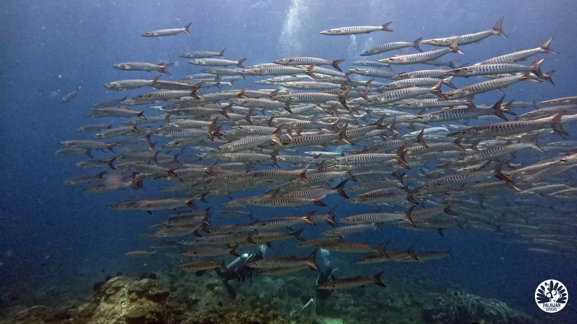 School of Barracuda - El Nido - Palawan