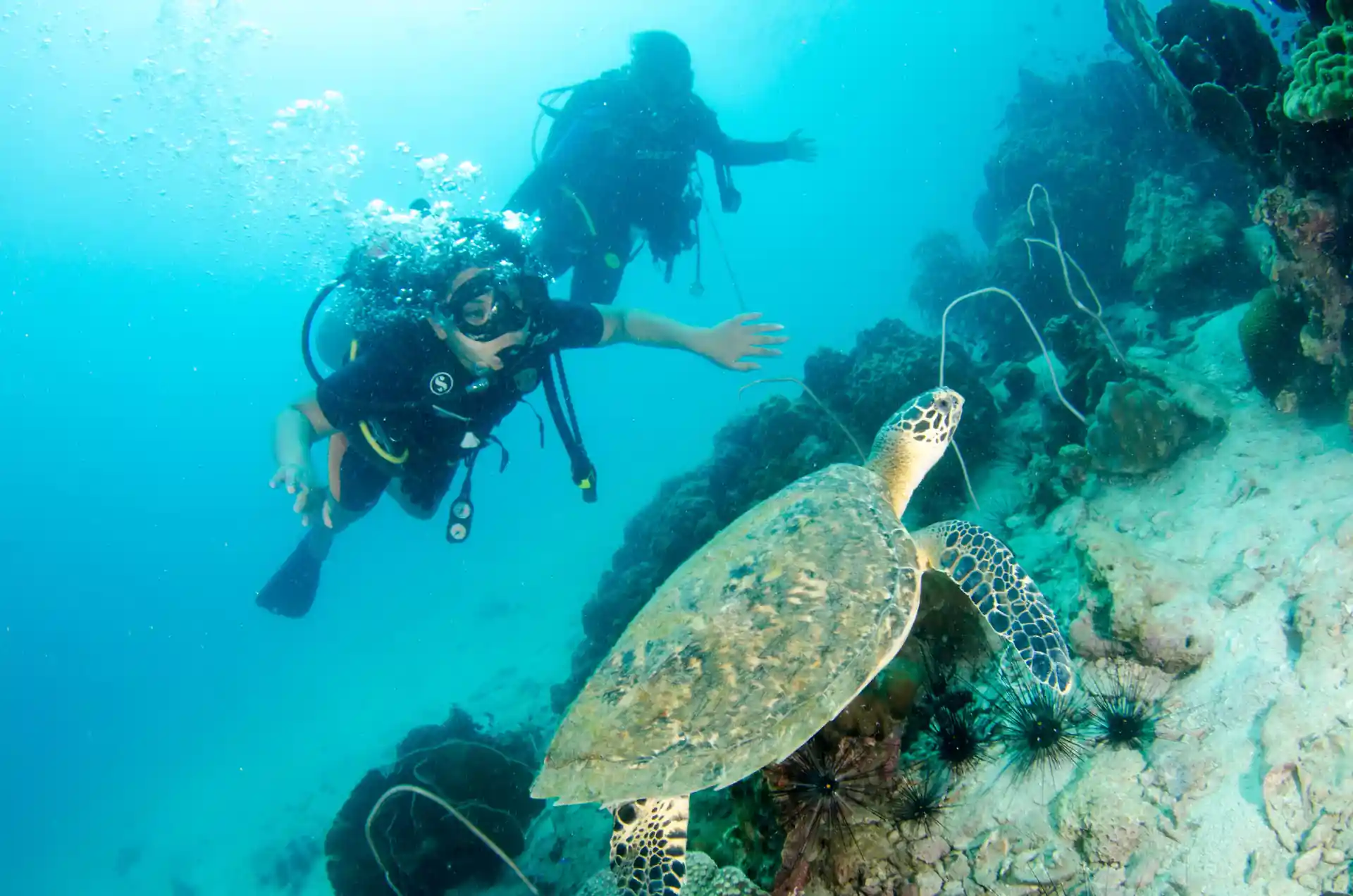 découvrez la beauté sous l'eau lors de vos premières plongées