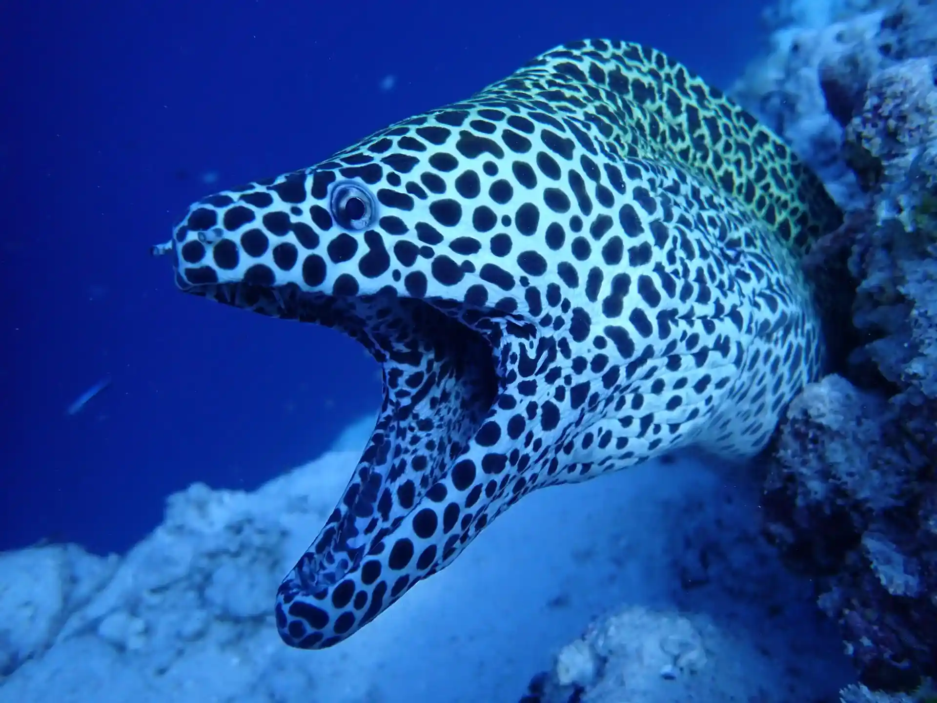 Dive site photo