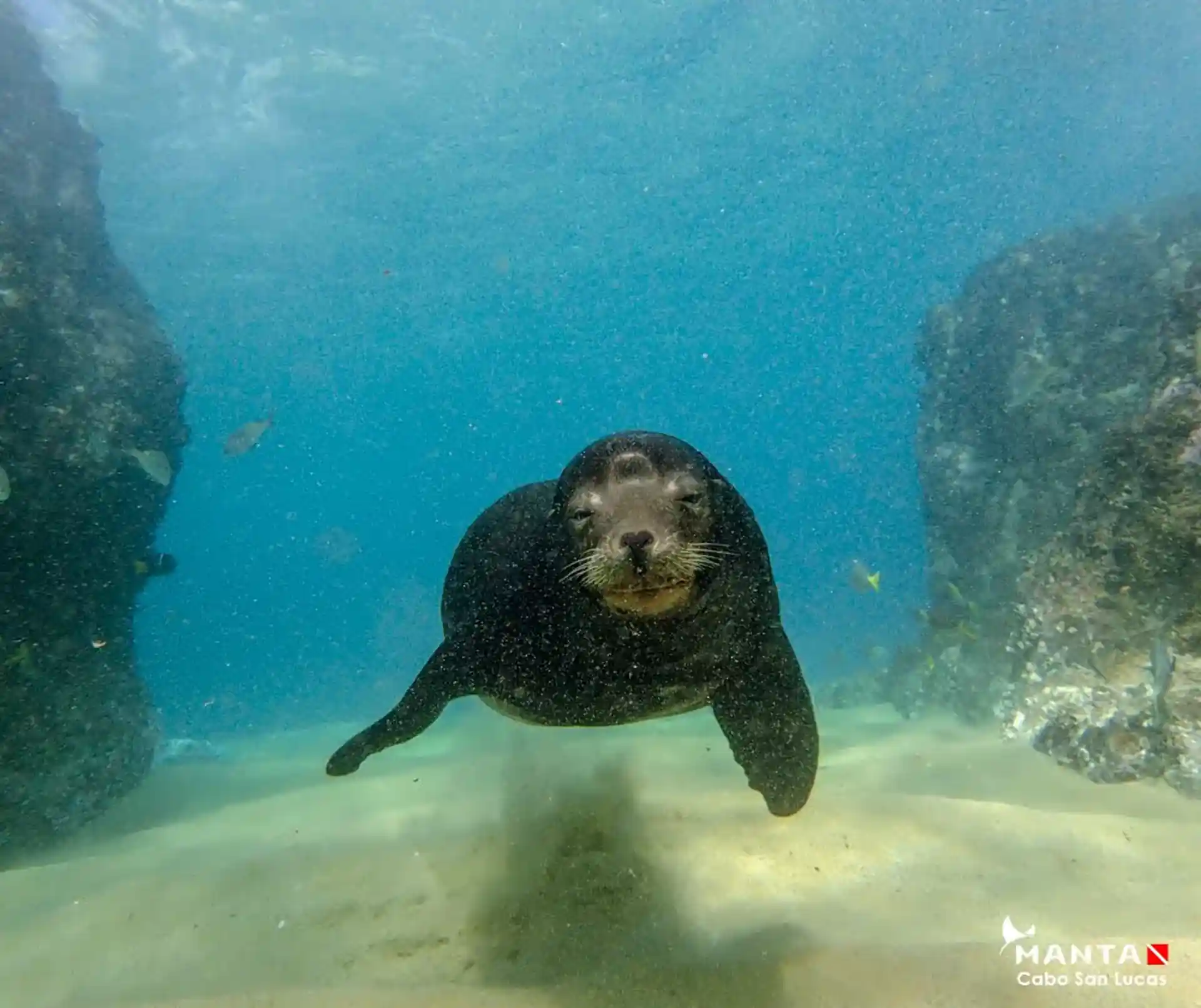 Playful sea lion