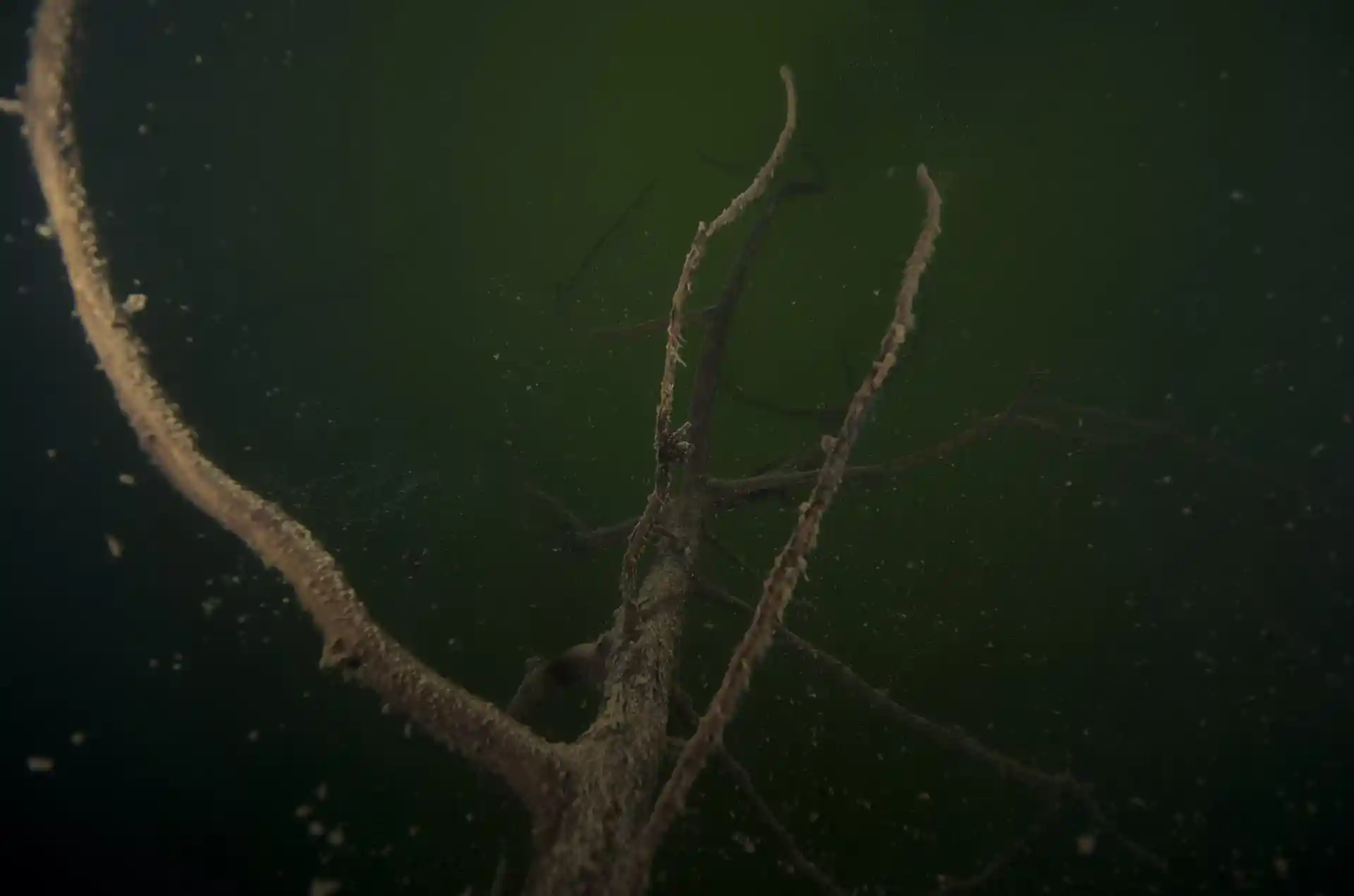 Dive site photo