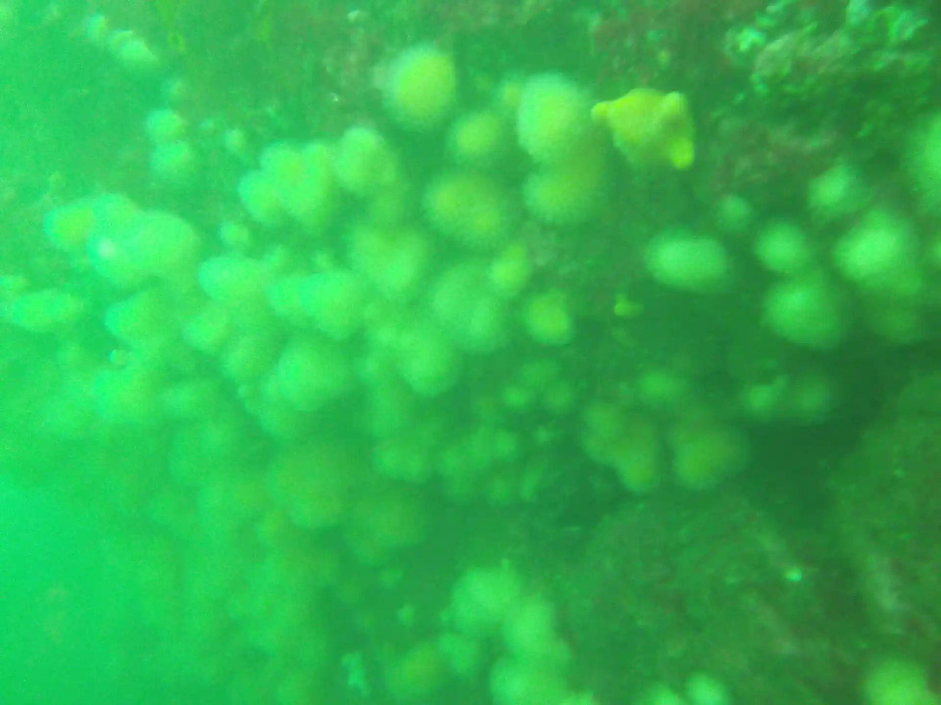 Dive site photo