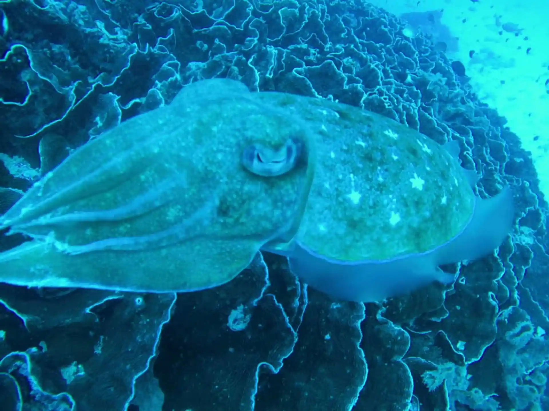 Dive shop photo