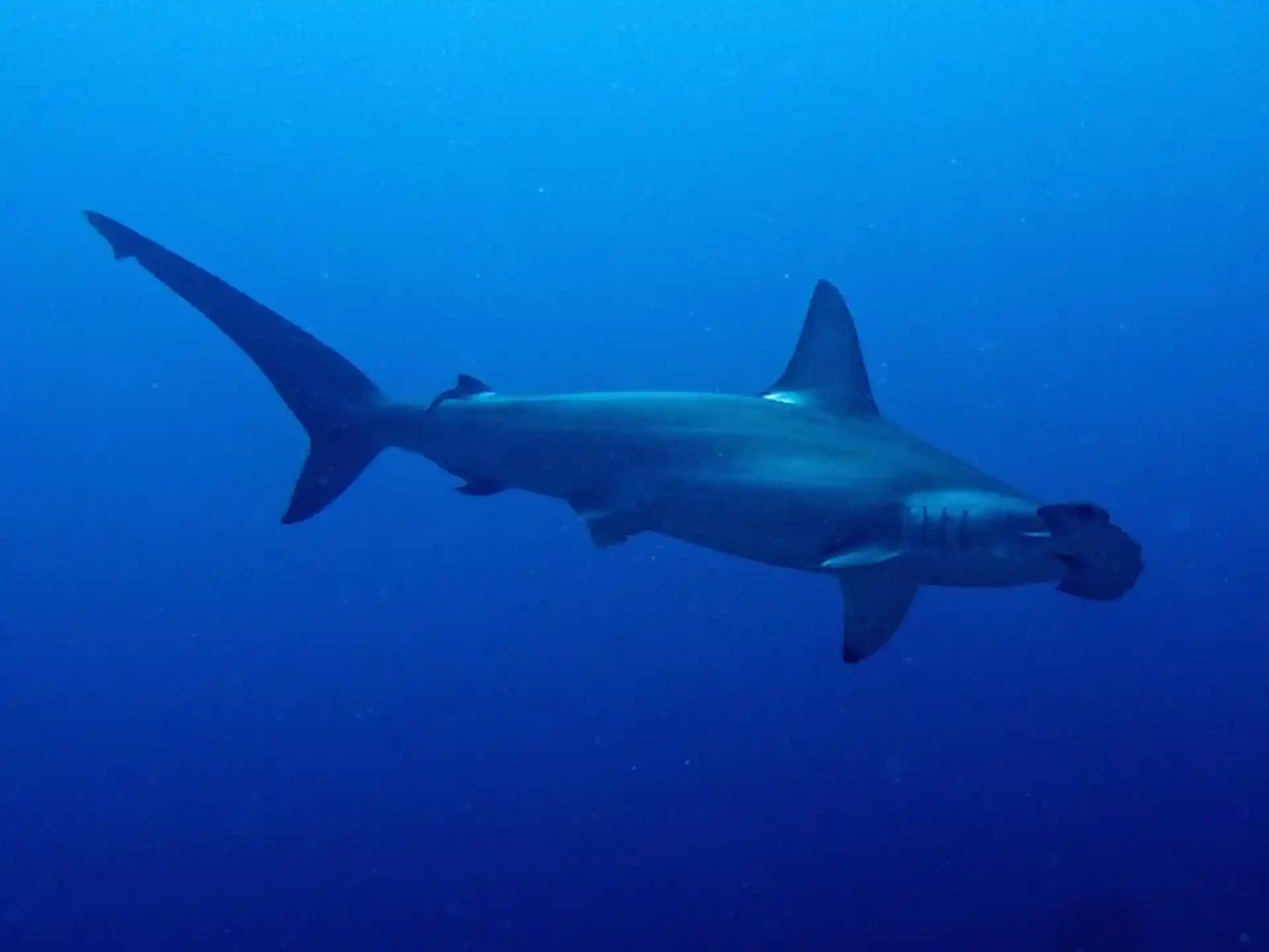 Dive site photo
