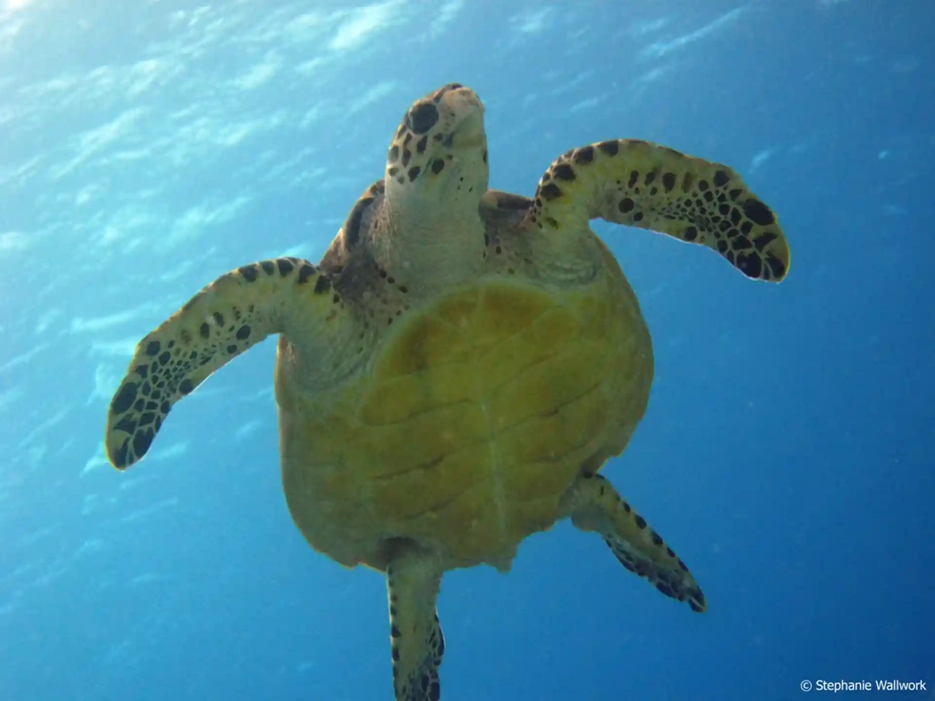 Dive shop photo