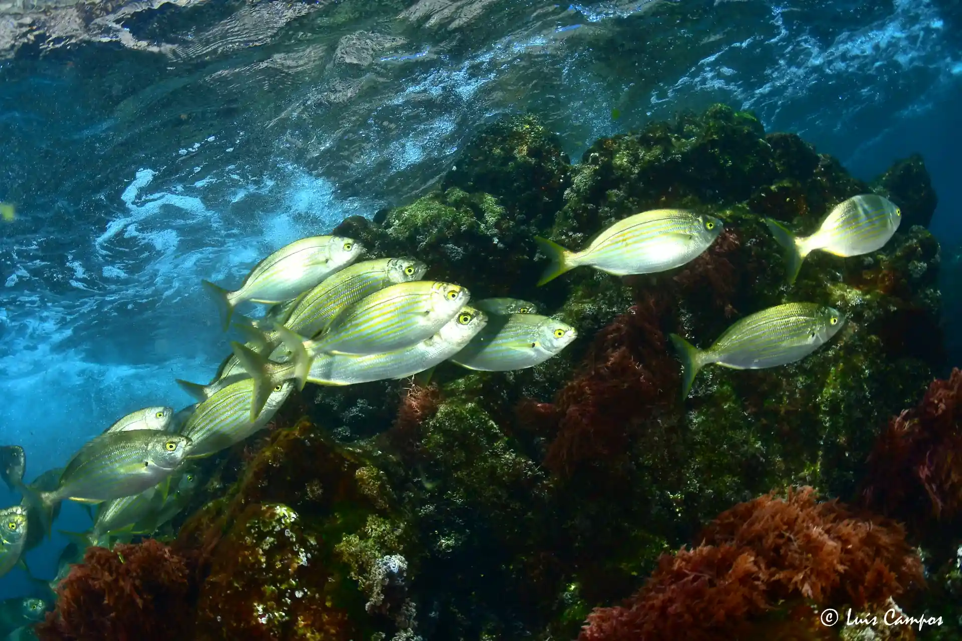 Dive site photo