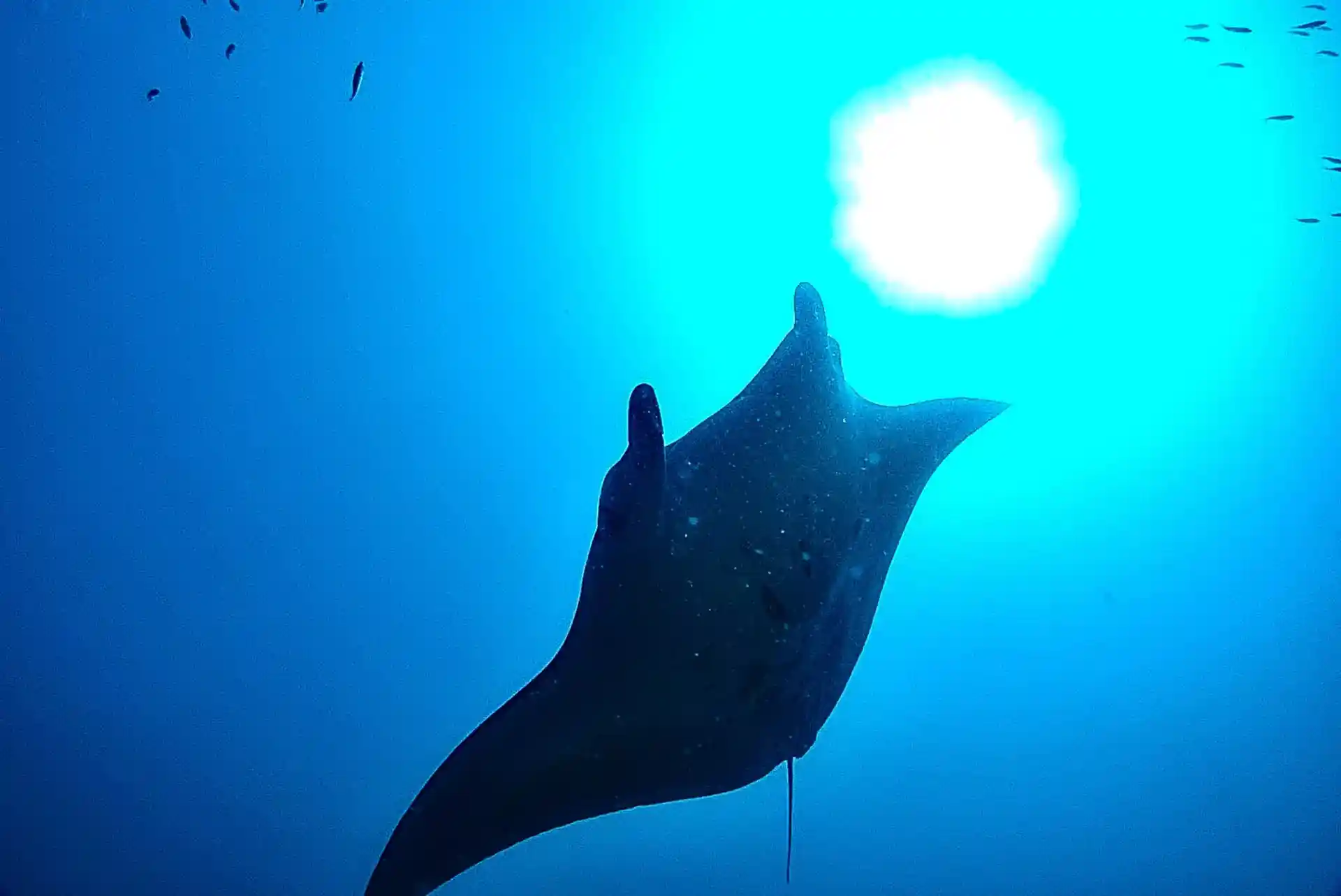 Foto de la tienda de buceo