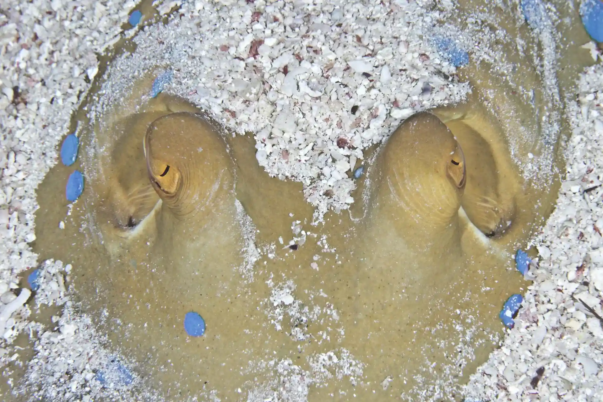 Dive site photo