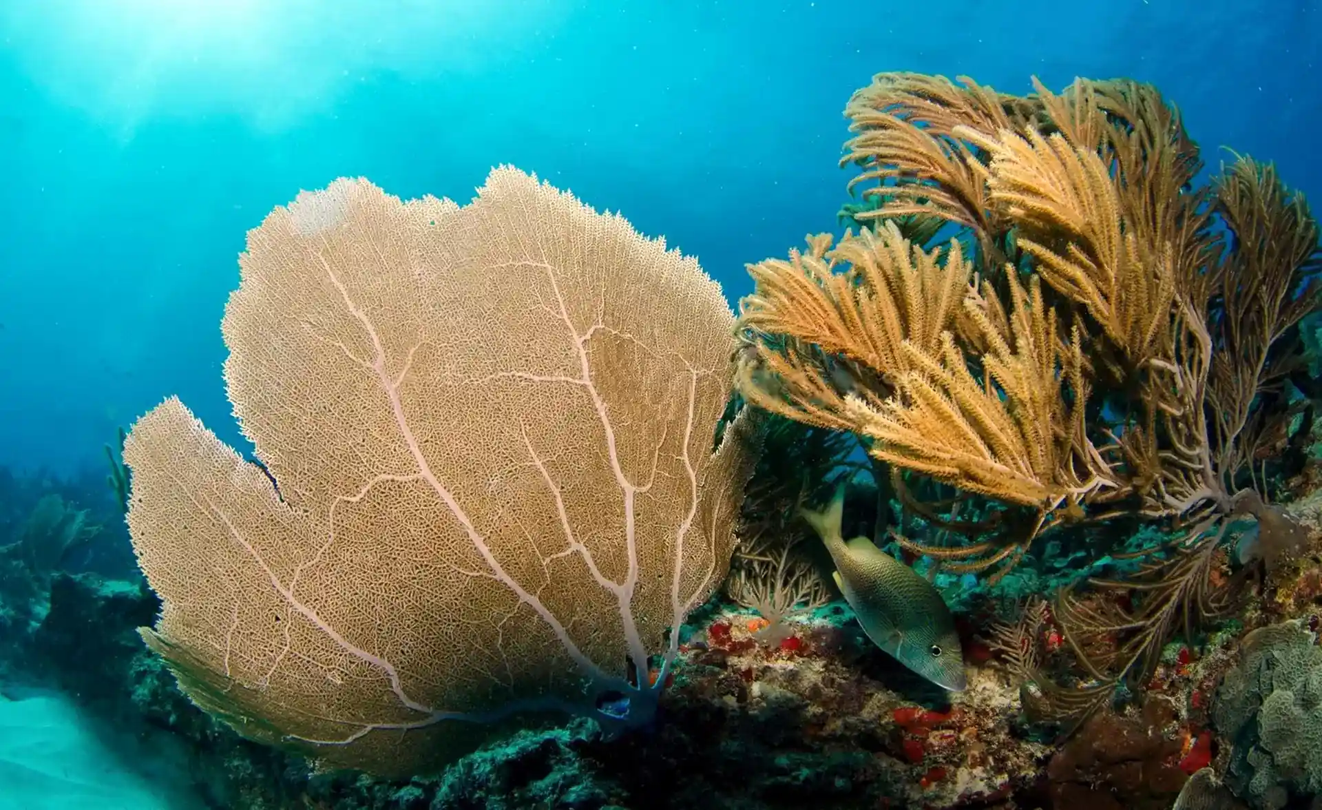 Dive site photo