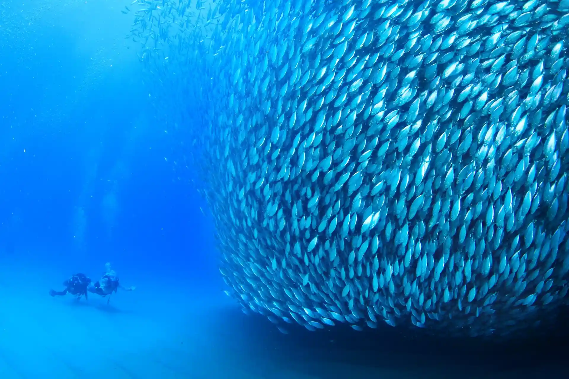 Amazing sardines run!!!