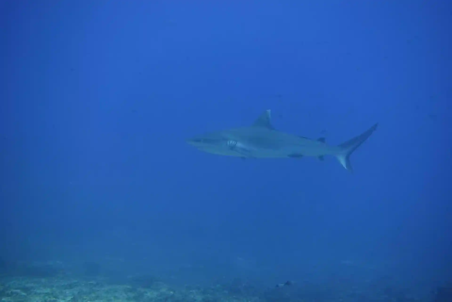 Dive site photo