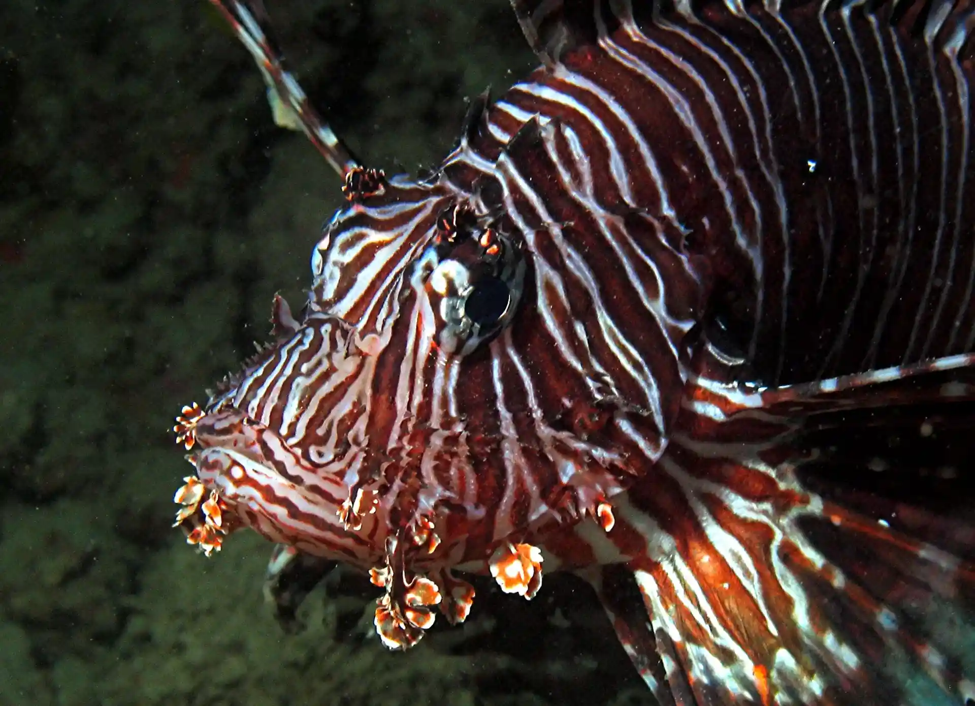 Dive site photo