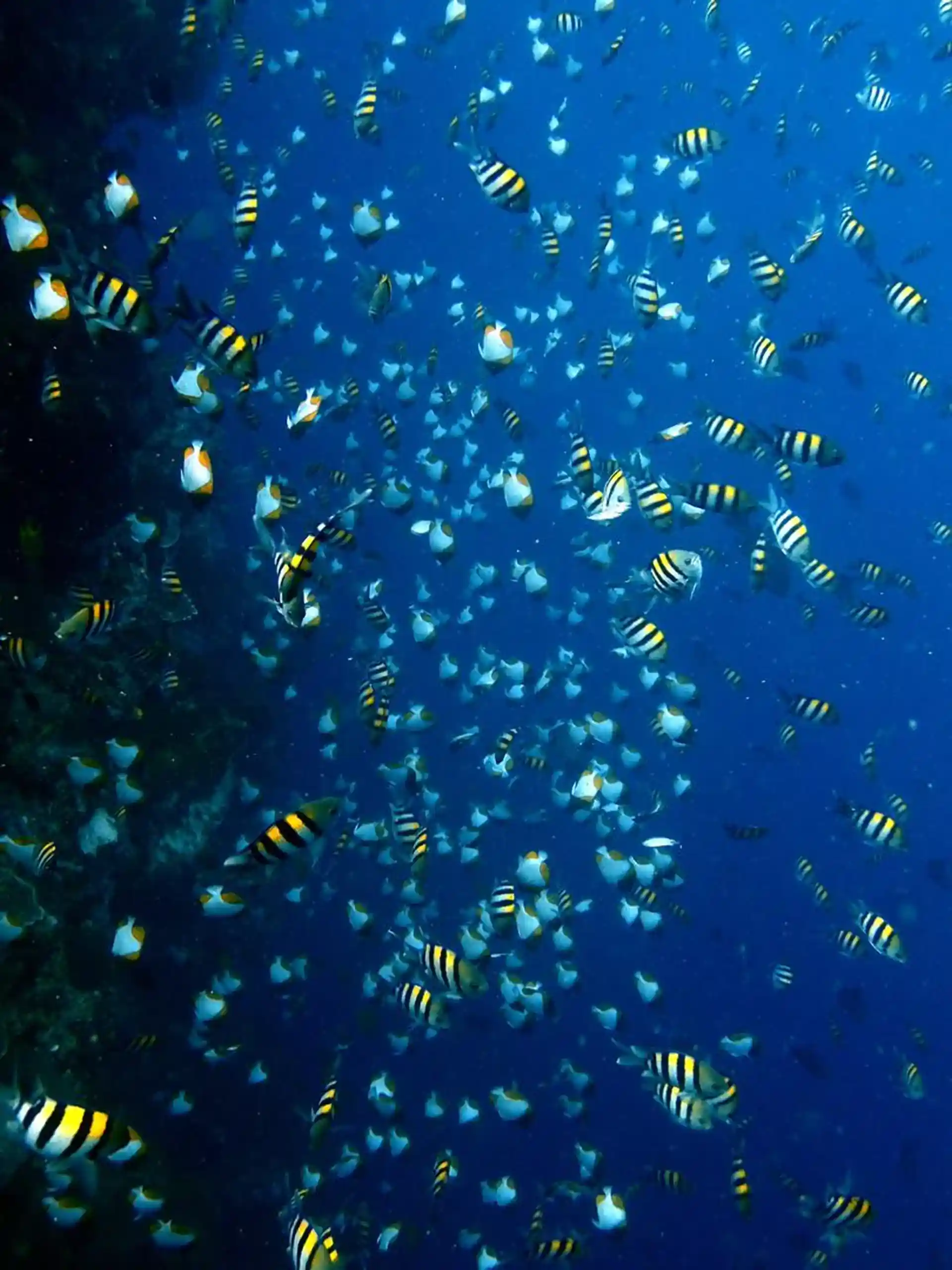 Dive site photo