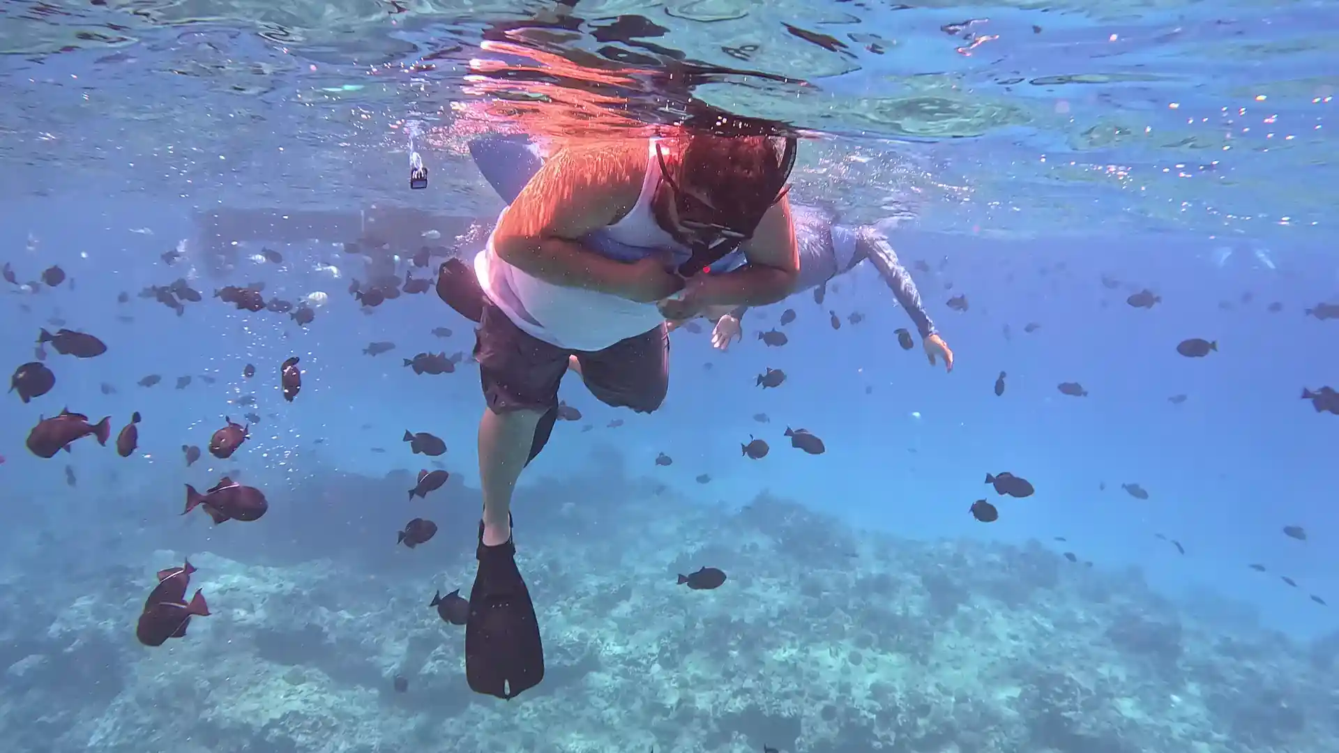 Man in white Tee shirts snorkeling among small black fish at turtle Cleaning Canyon