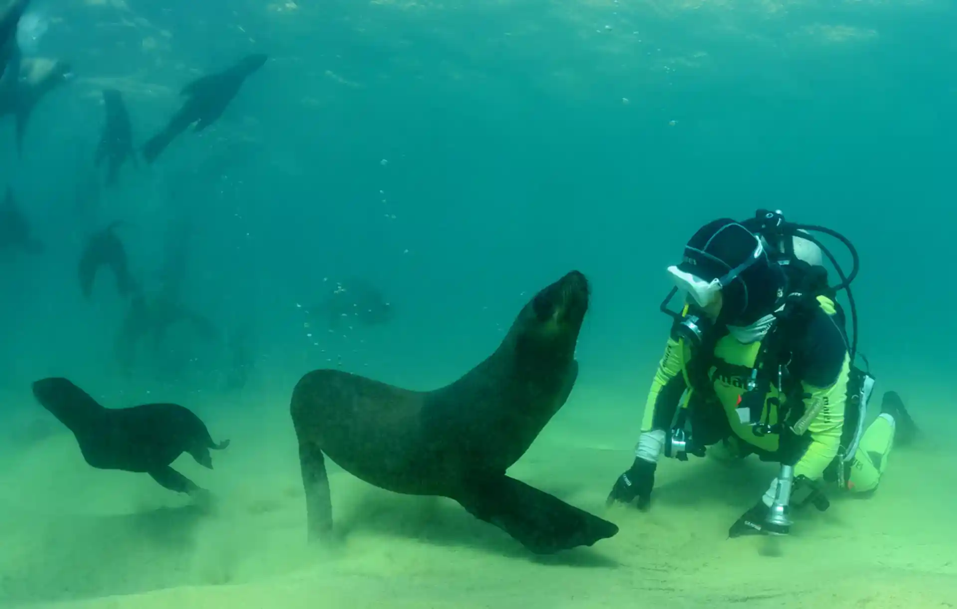 Seal Scuba Dive