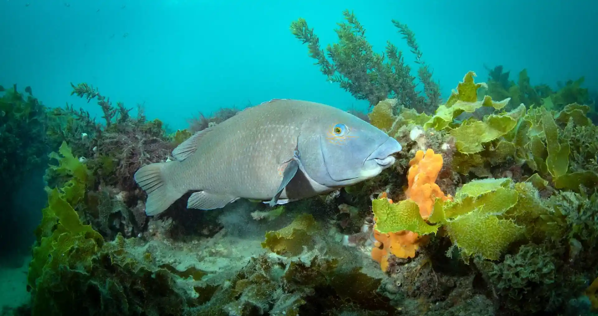 Dive site photo