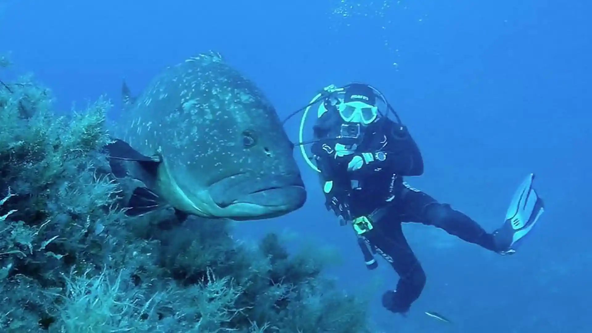 Foto de la tienda de buceo