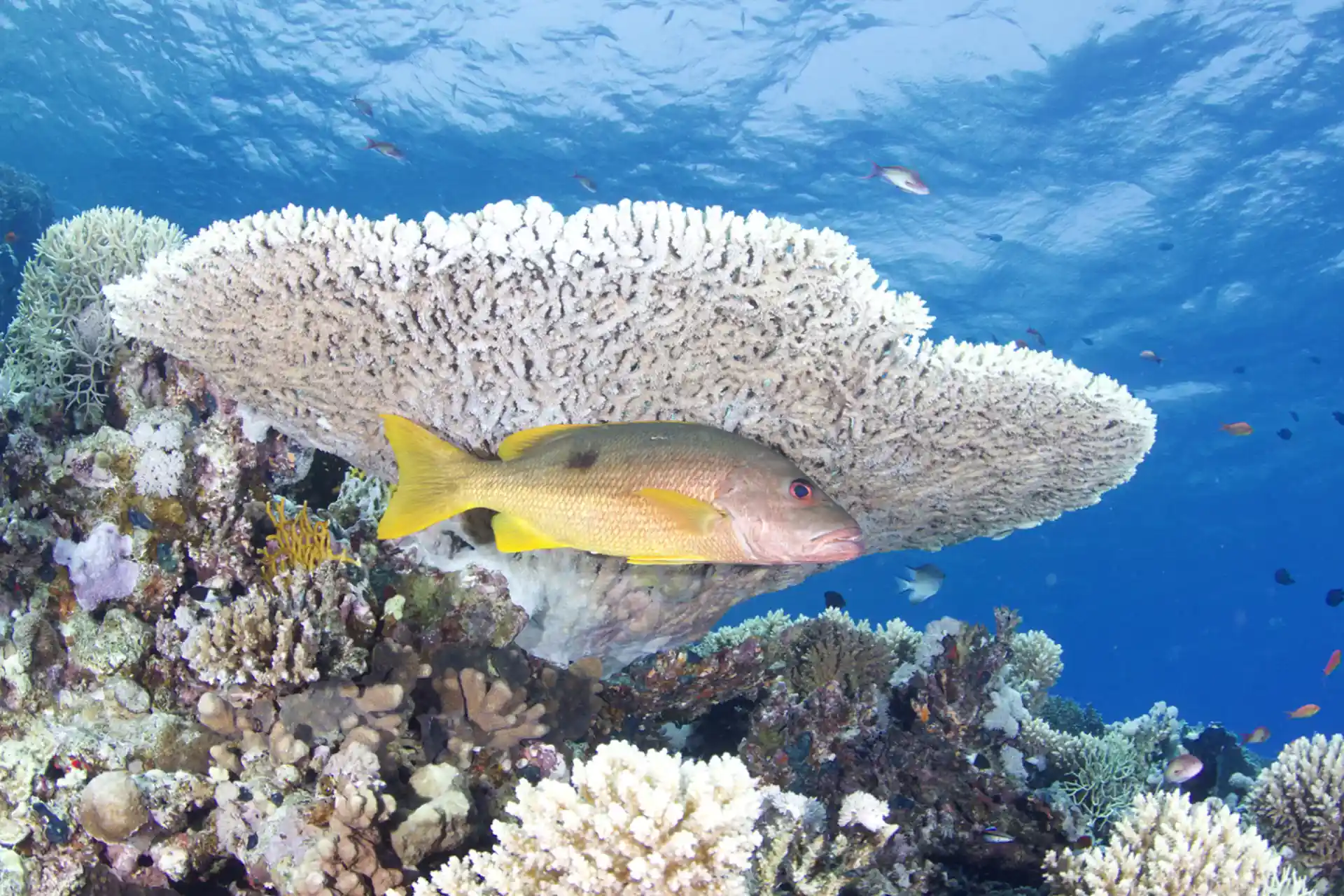 Photo du site de plongée