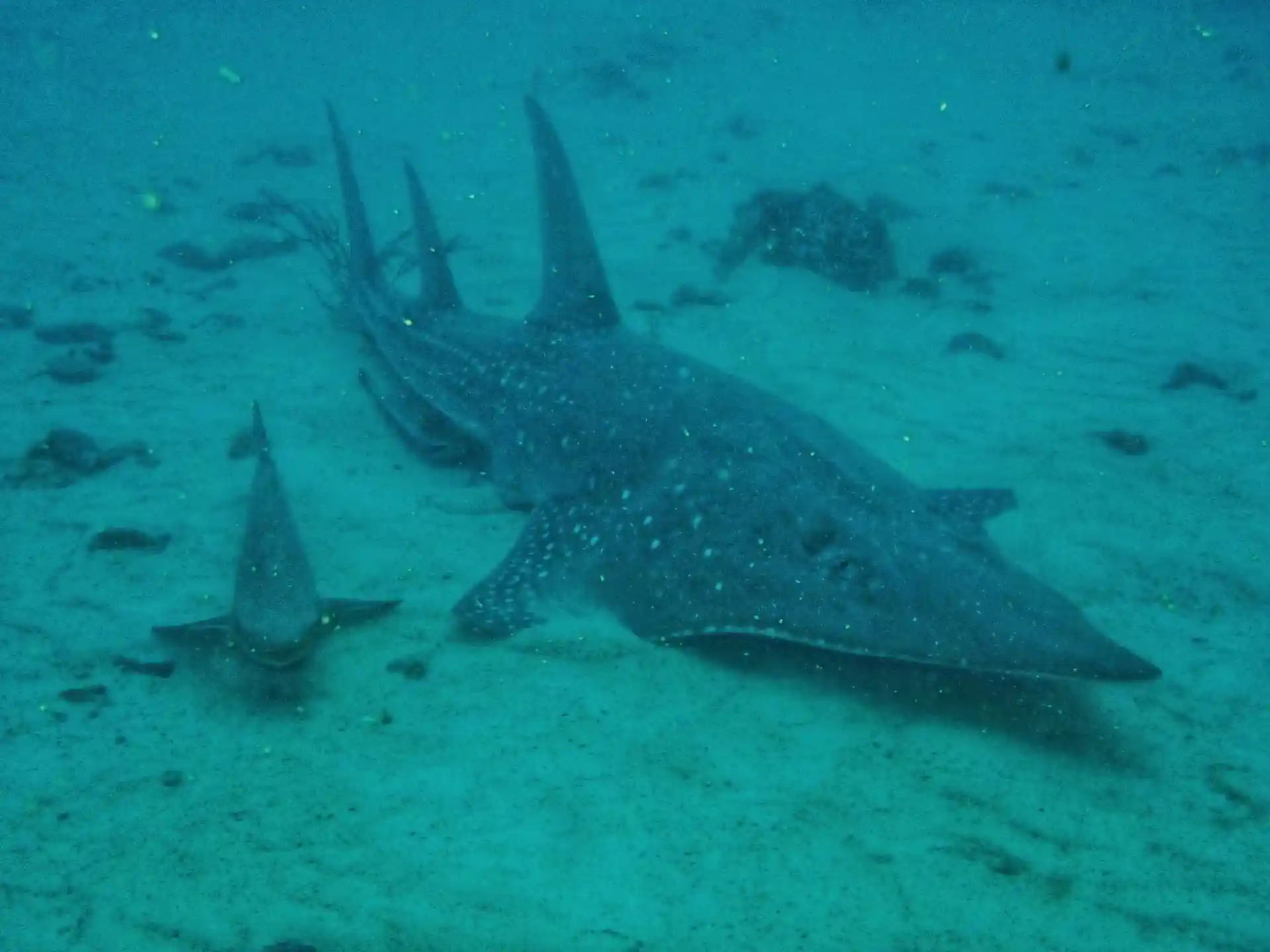 Dive site photo