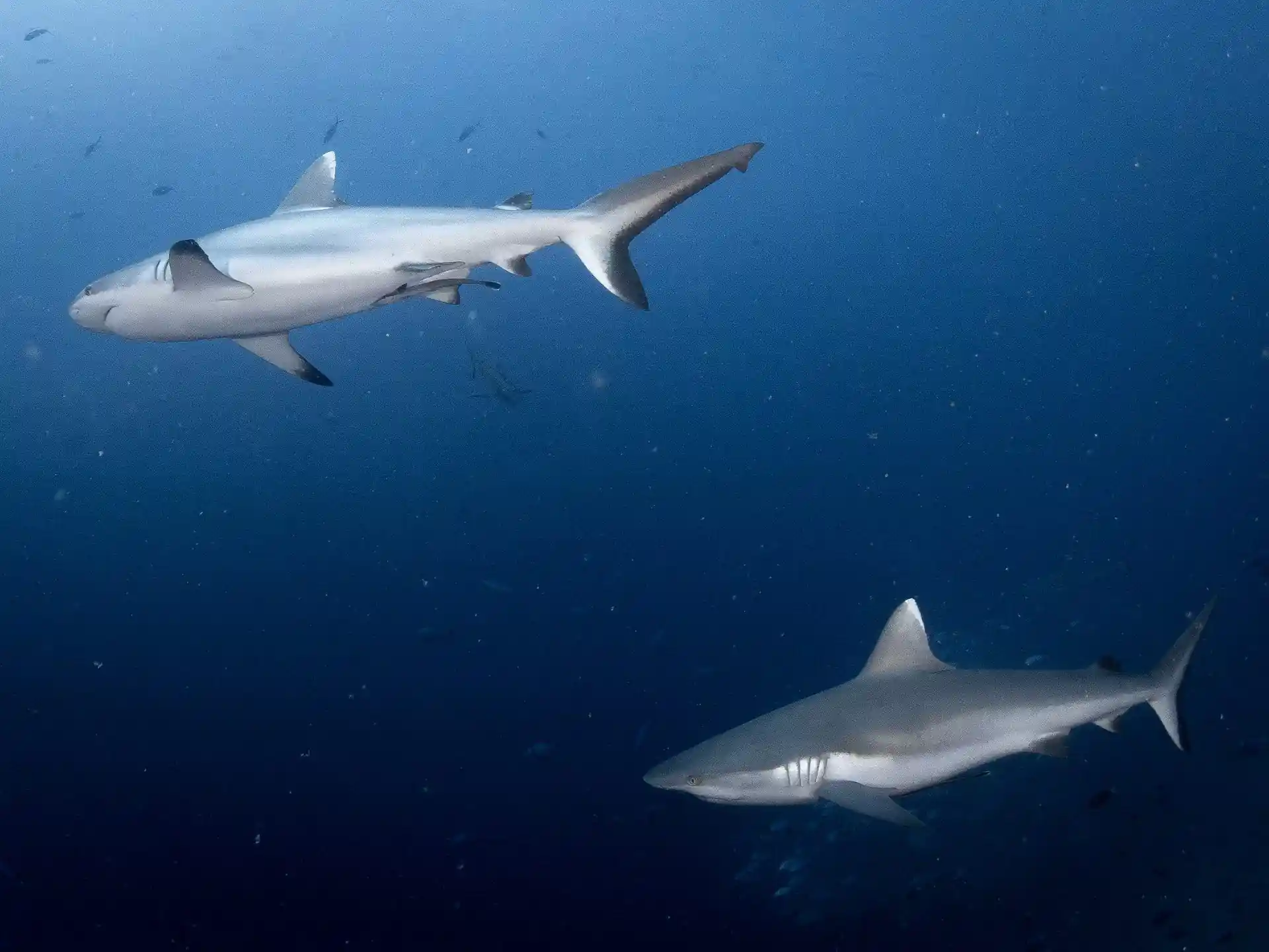 Dive site photo