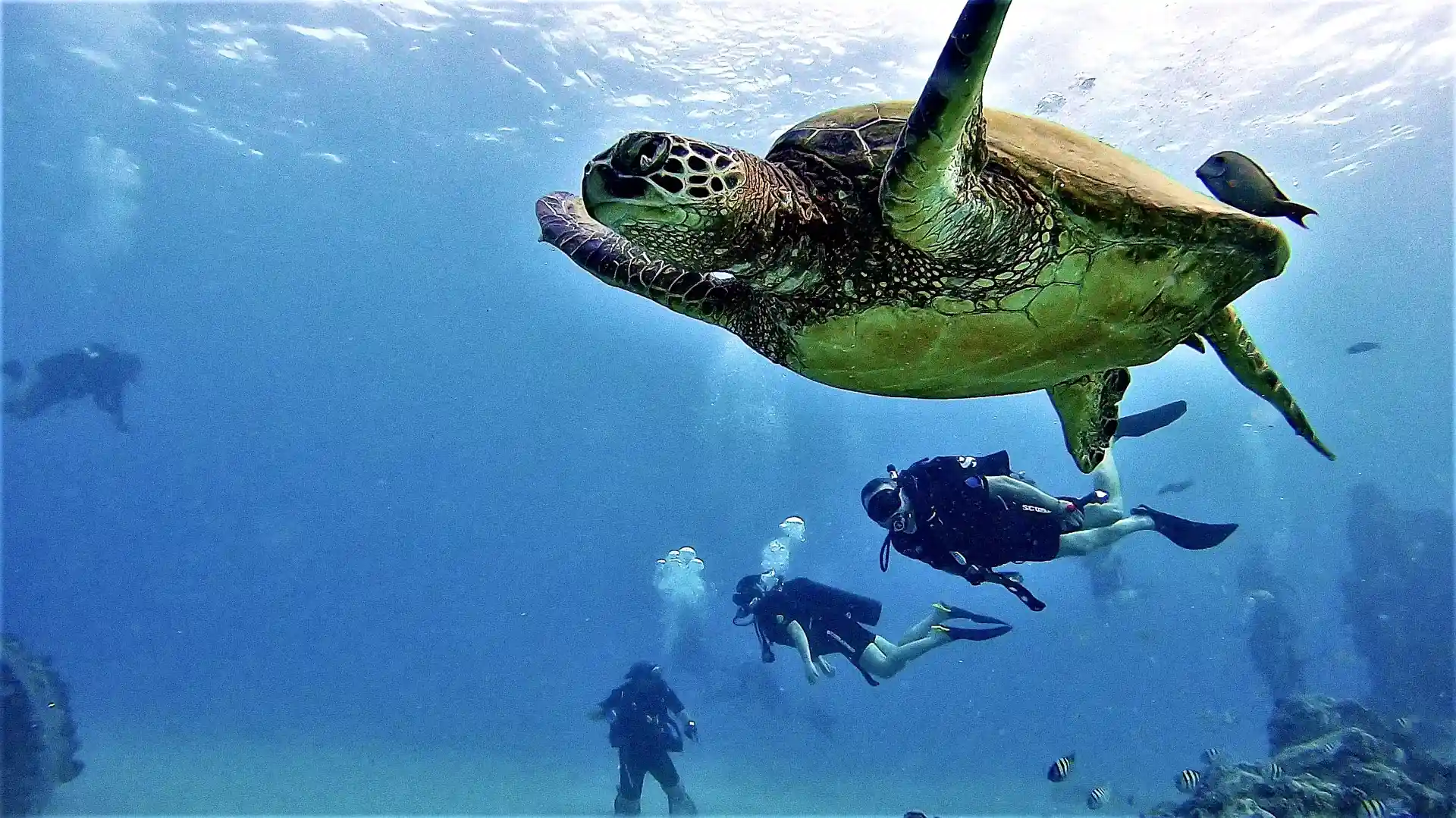 Get certified and enjoy all the wonders of experiencing the underwater oceanic world