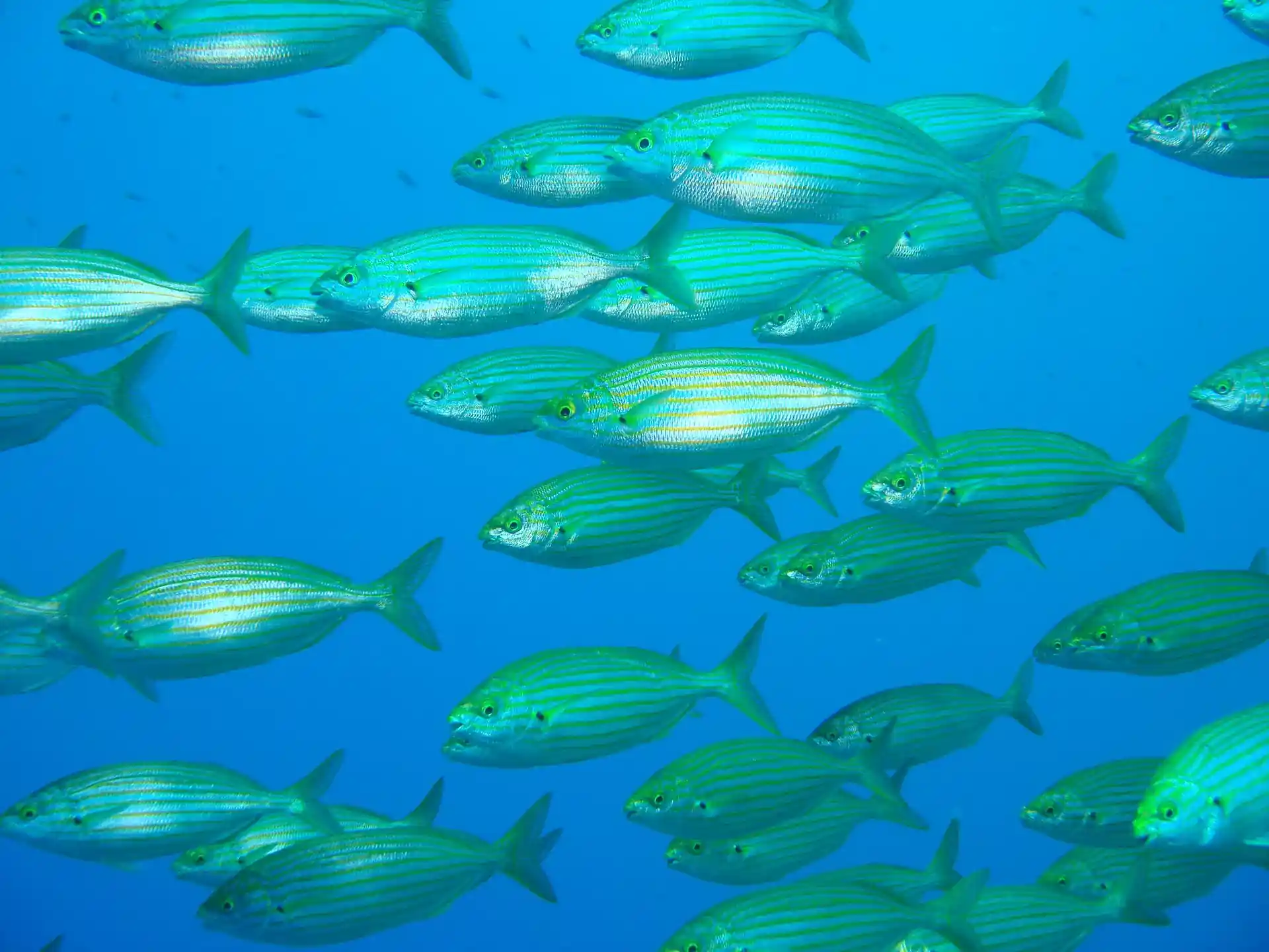 다이빙 포인트 사진