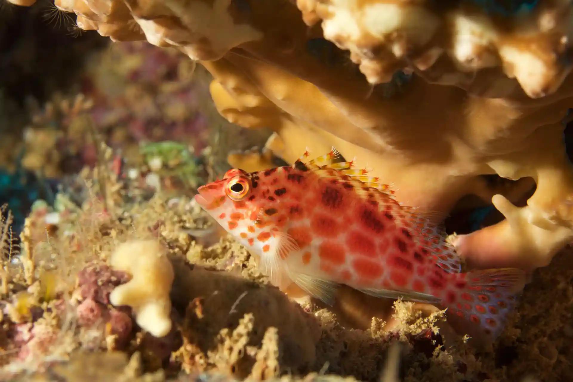 Dive shop photo