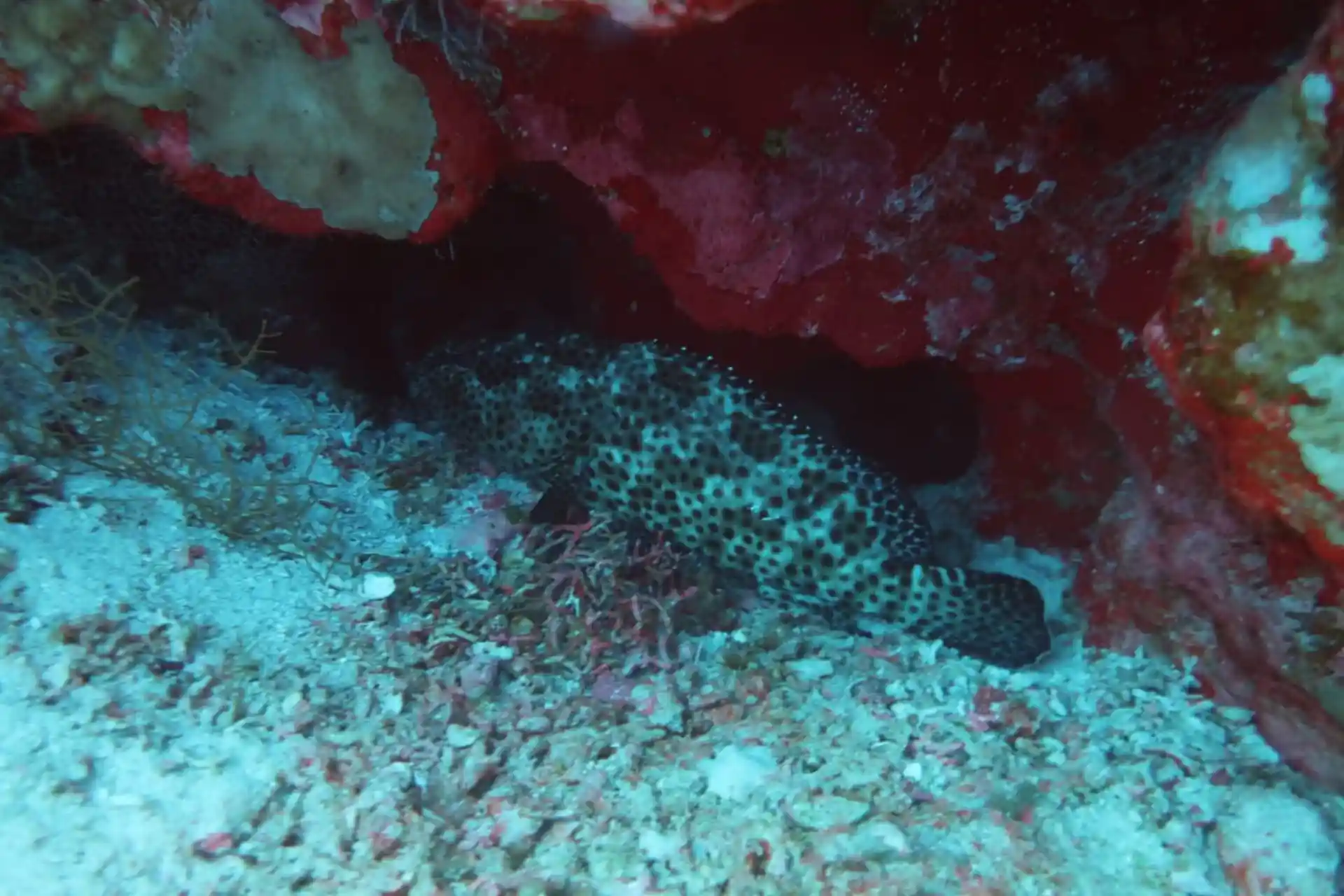 Dive site photo
