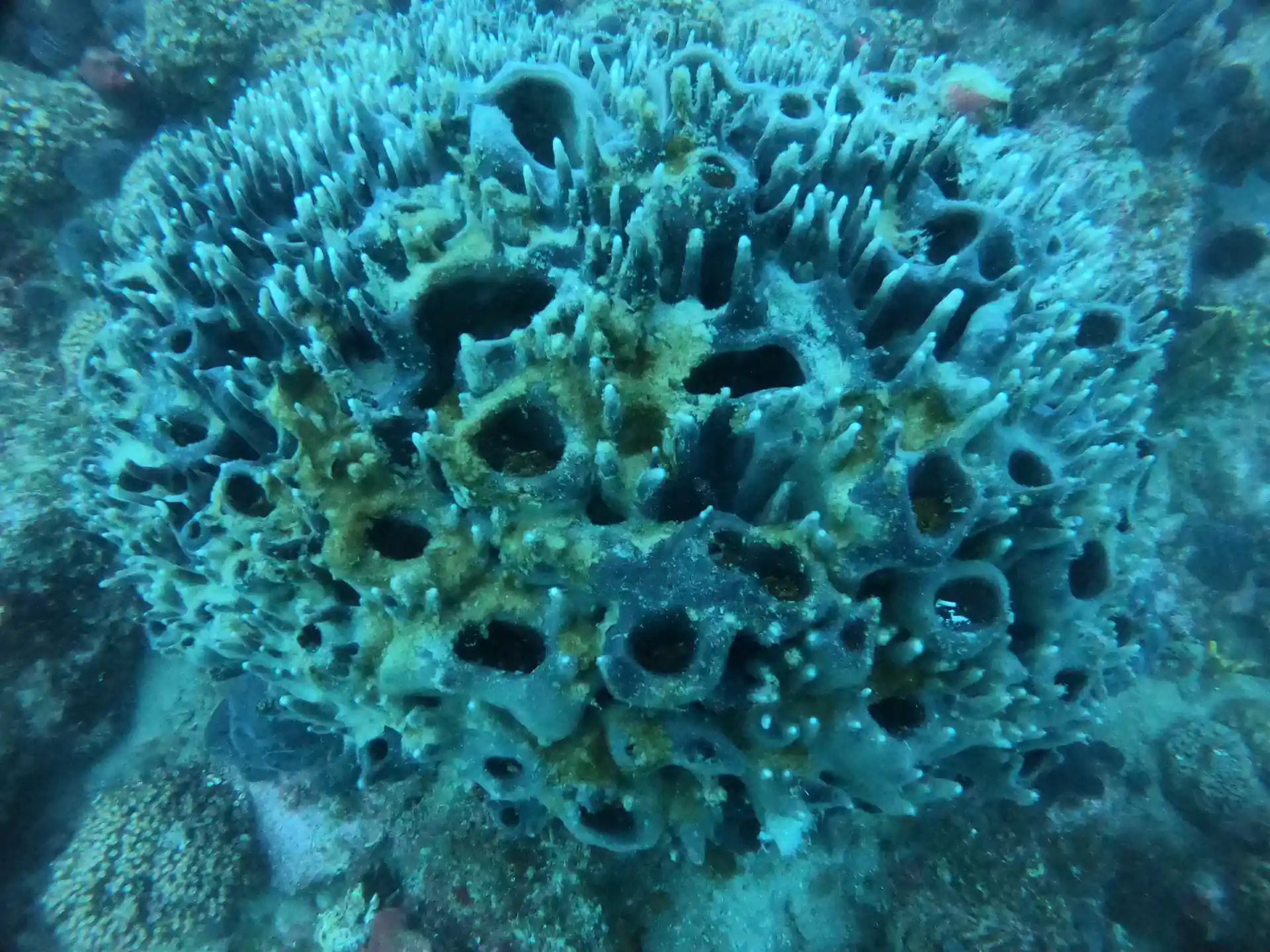 ダイビングサイトの写真