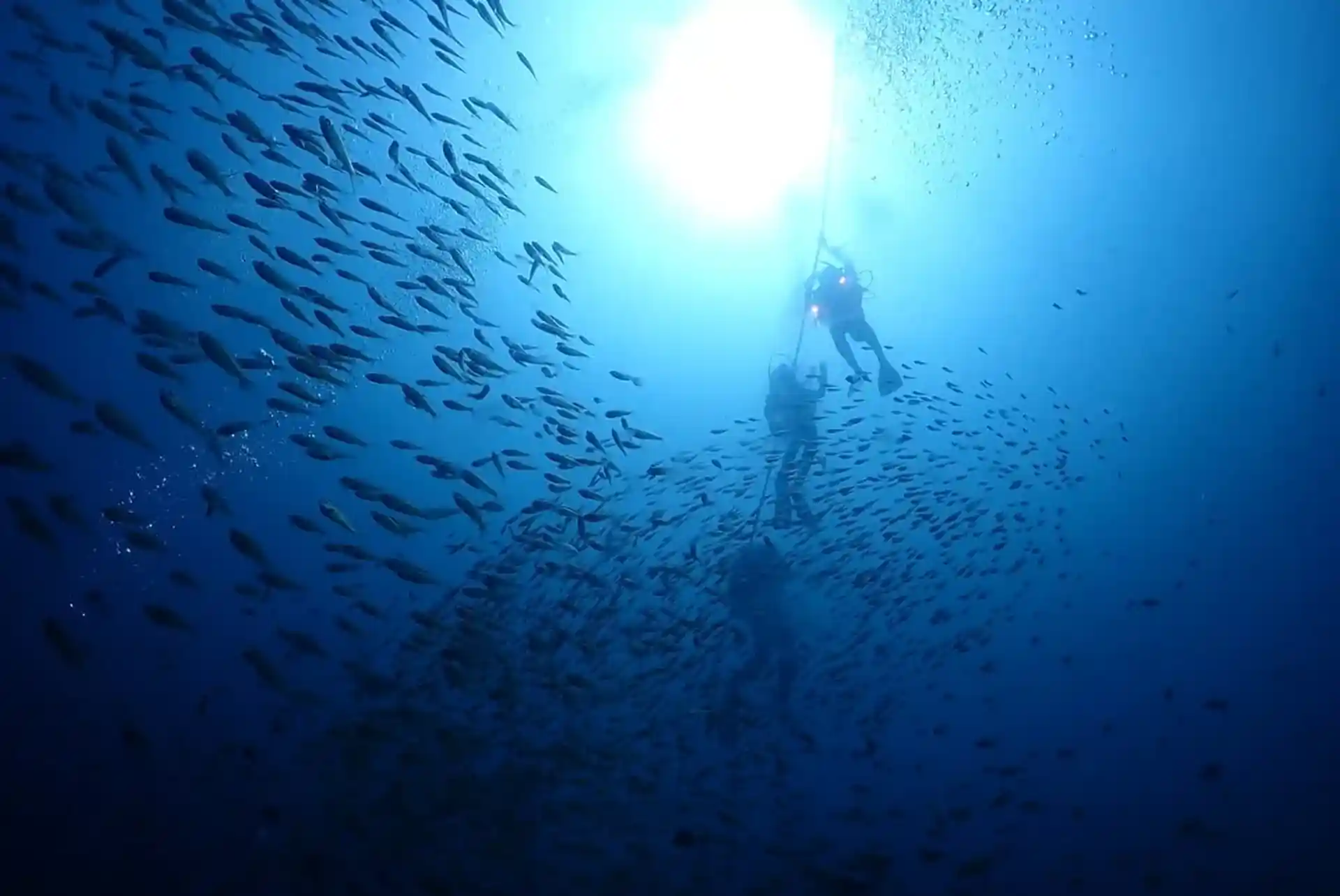 Atami diving in Japan — descend into a world of shimmering fish and stunning blue light.