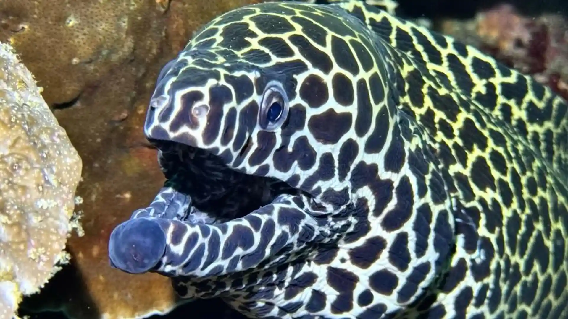 honeycomb moray eel